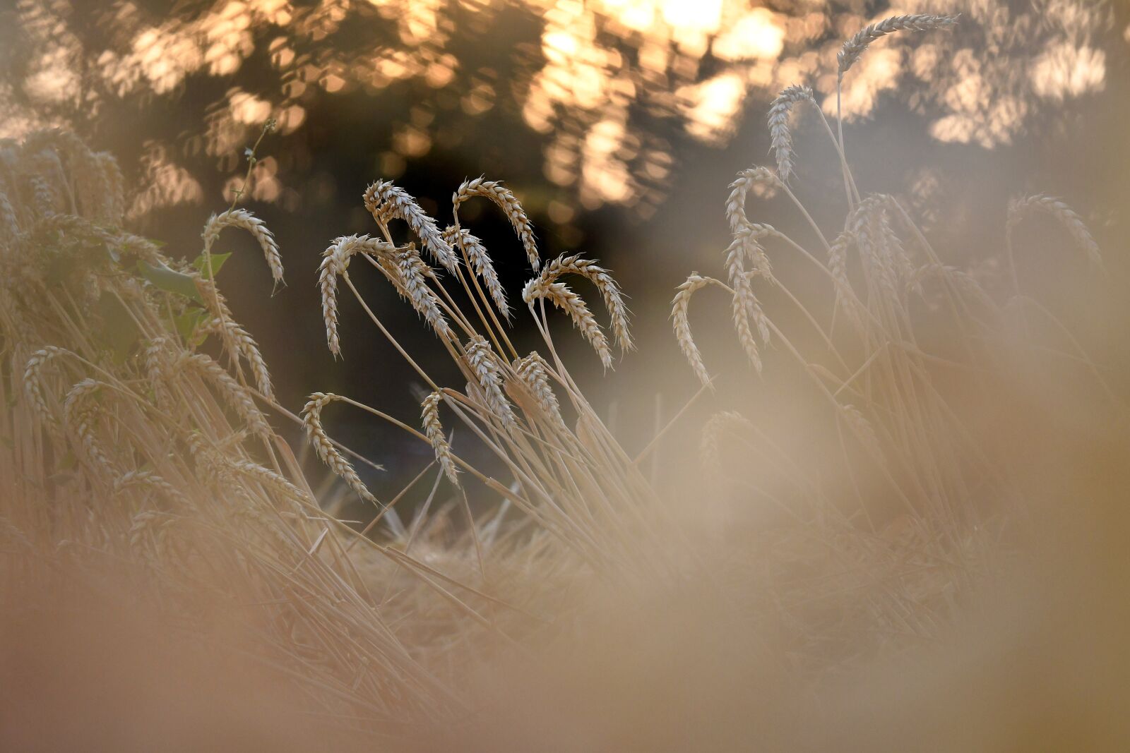 Nikon D500 sample photo. Wheat, harvest, evening light photography