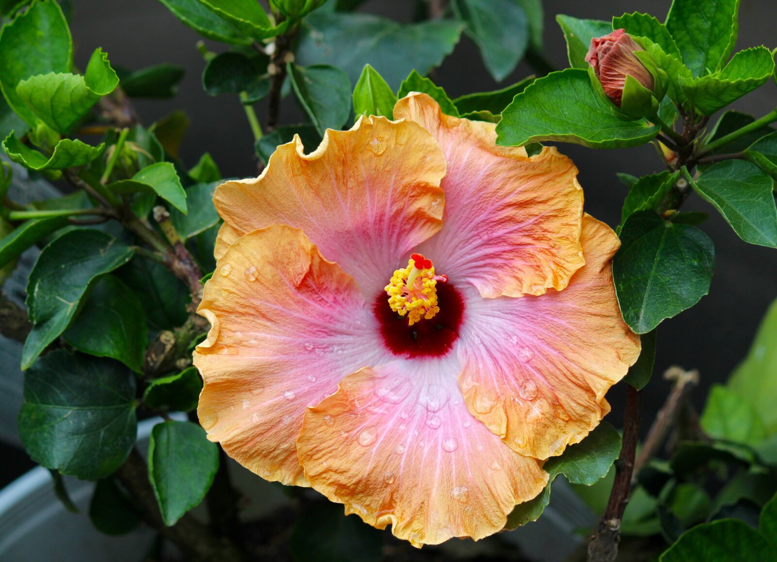 Canon EF-S 55-250mm F4-5.6 IS sample photo. Tropical hibiscus, bahama bay photography