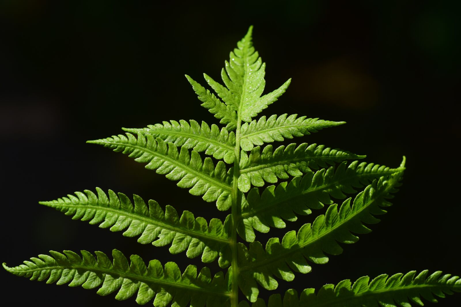Nikon D3300 sample photo. Fern, fern leaf, green photography