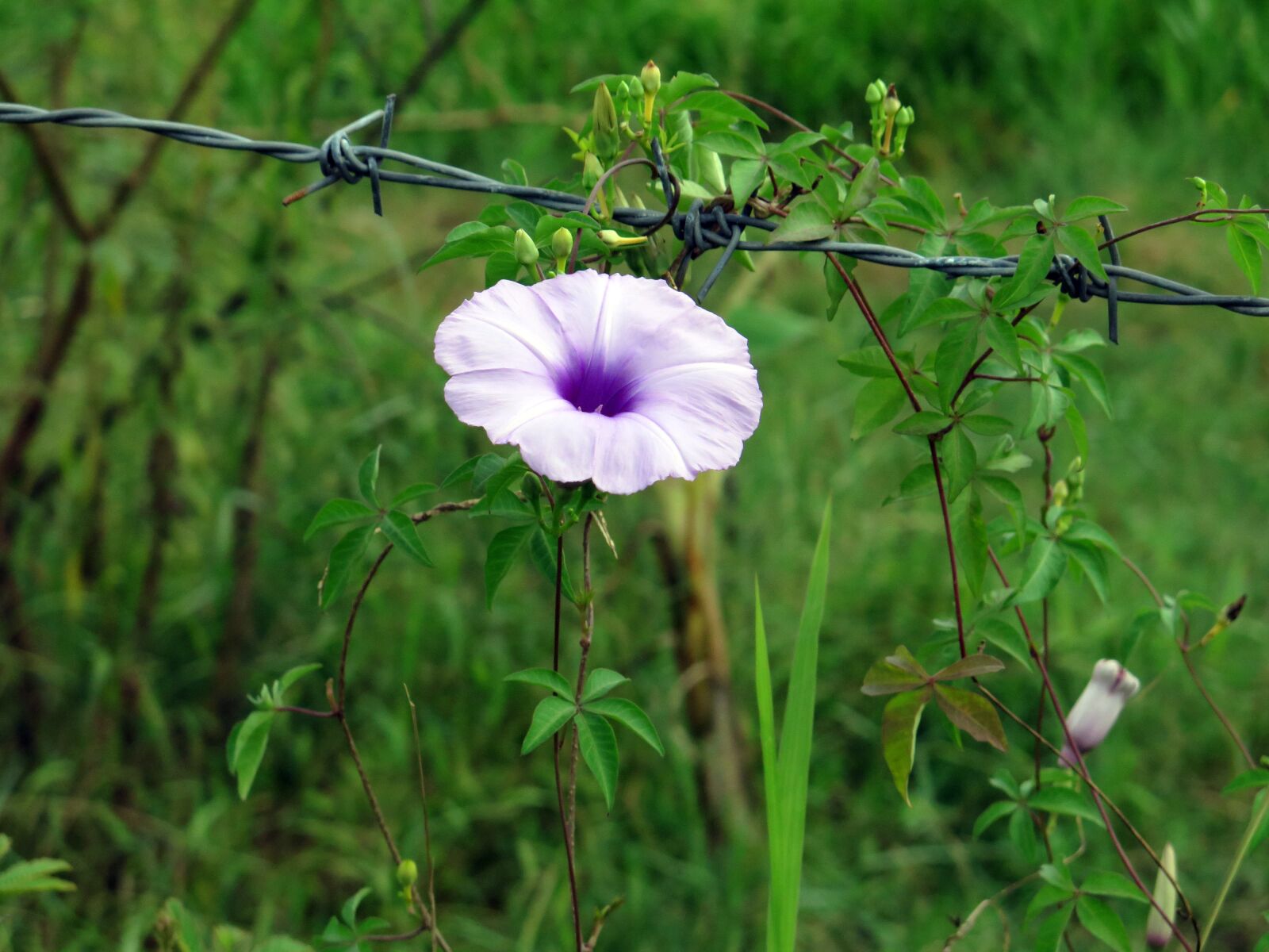 Canon PowerShot G16 sample photo. Tree climbing, climbing flowers photography