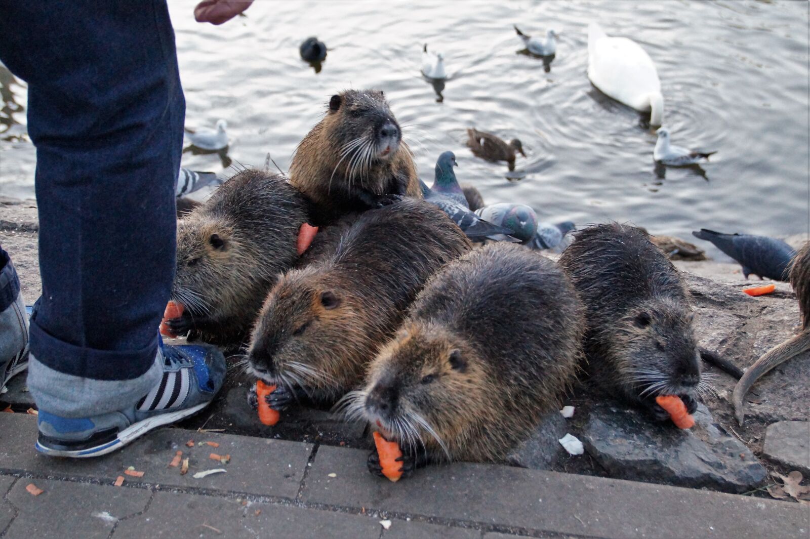 Sony SLT-A58 sample photo. Nutria, animal, rodents photography