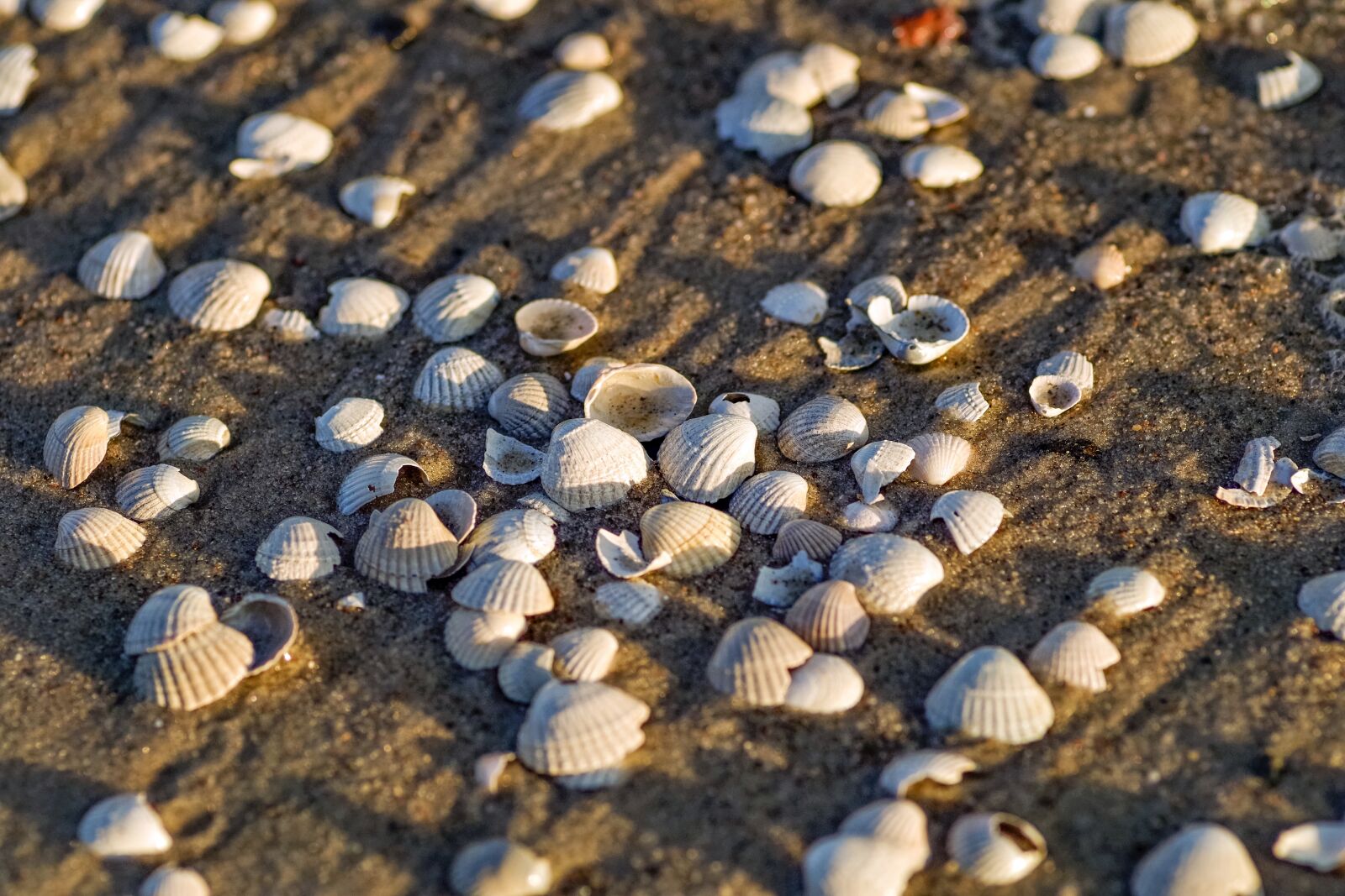 Pentax smc D-FA 100mm F2.8 Macro WR sample photo. Seashells on the sand photography