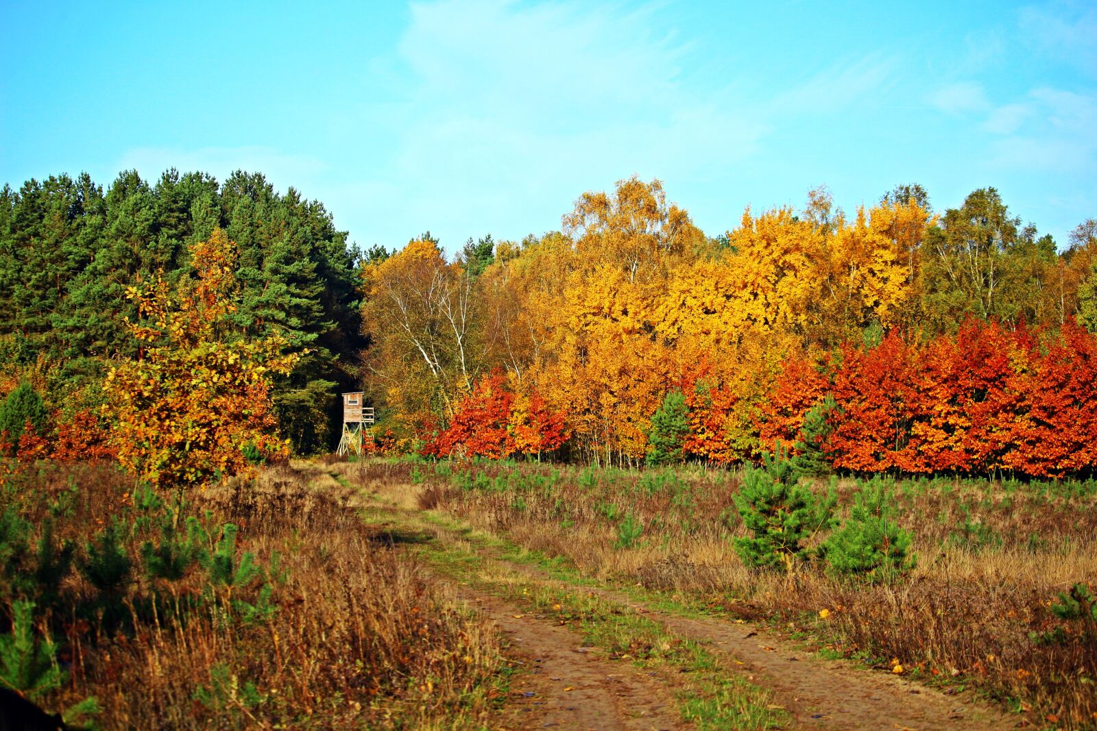 Canon EOS 100D (EOS Rebel SL1 / EOS Kiss X7) sample photo. Autumn forest, indian summer photography