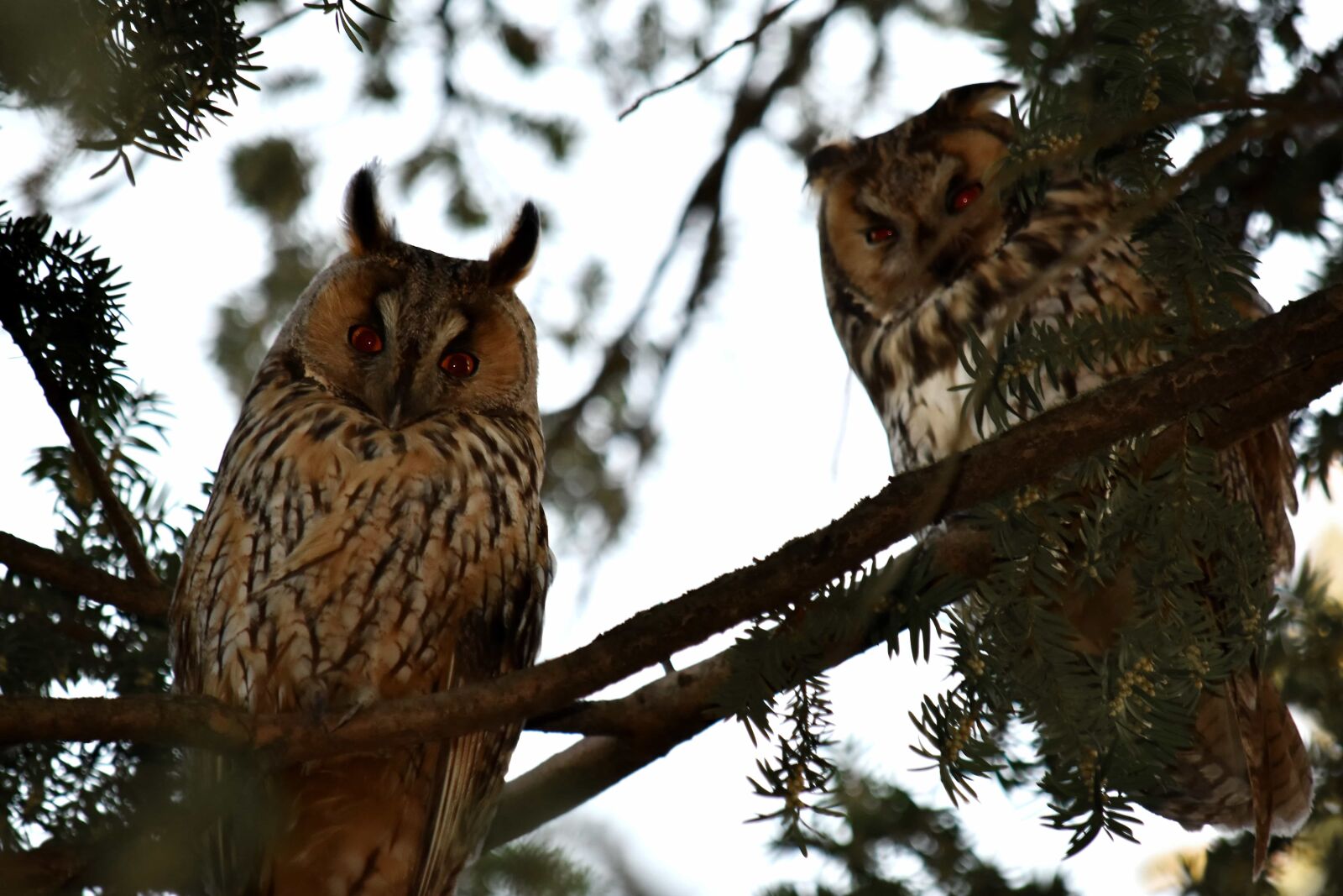 Nikon D5500 sample photo. Animals, bird family, great photography