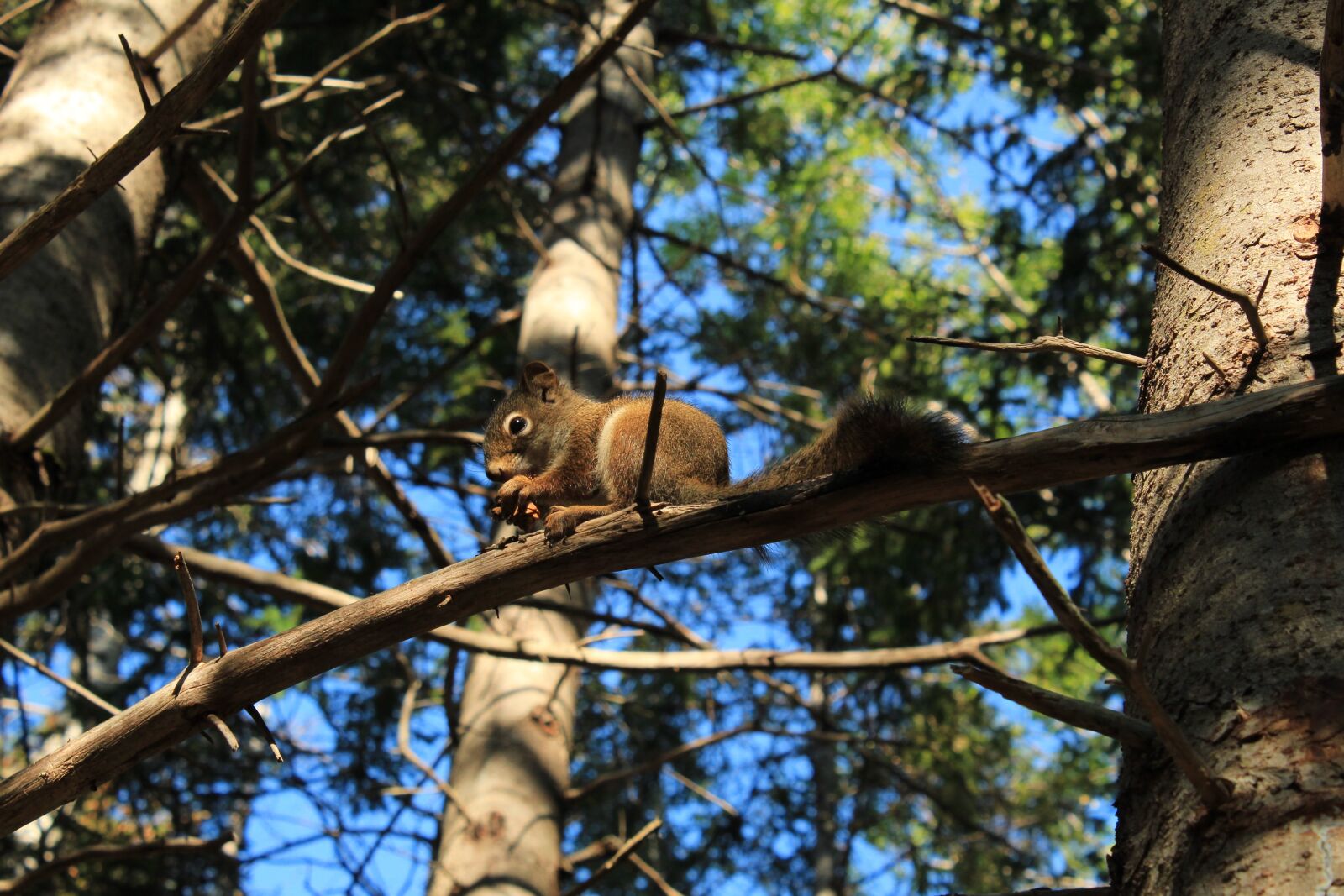 Canon EOS 1300D (EOS Rebel T6 / EOS Kiss X80) sample photo. Squirrel, food, coniferous forest photography