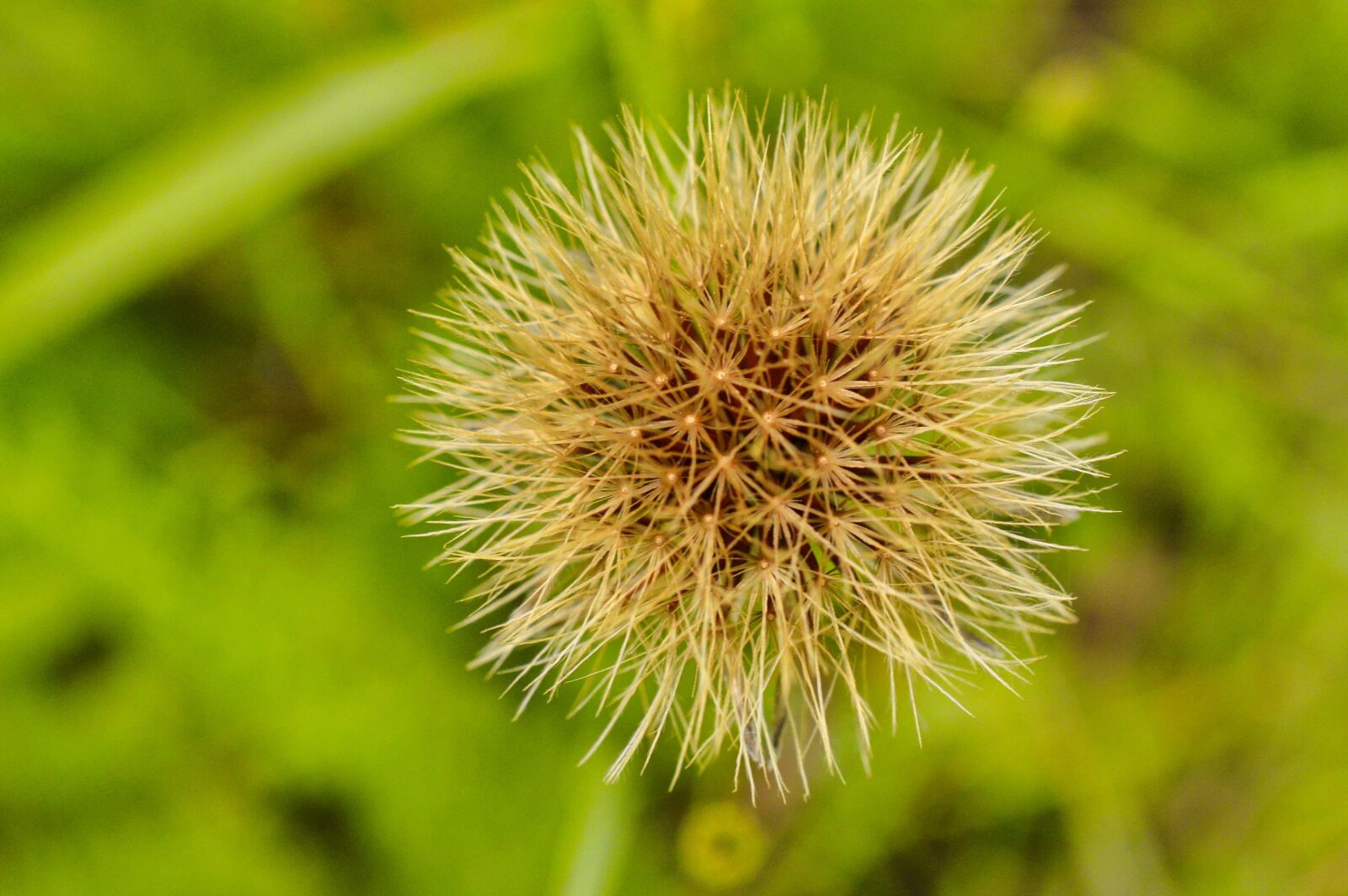 Nikon D3200 sample photo. Dandelion, flower, pistil photography