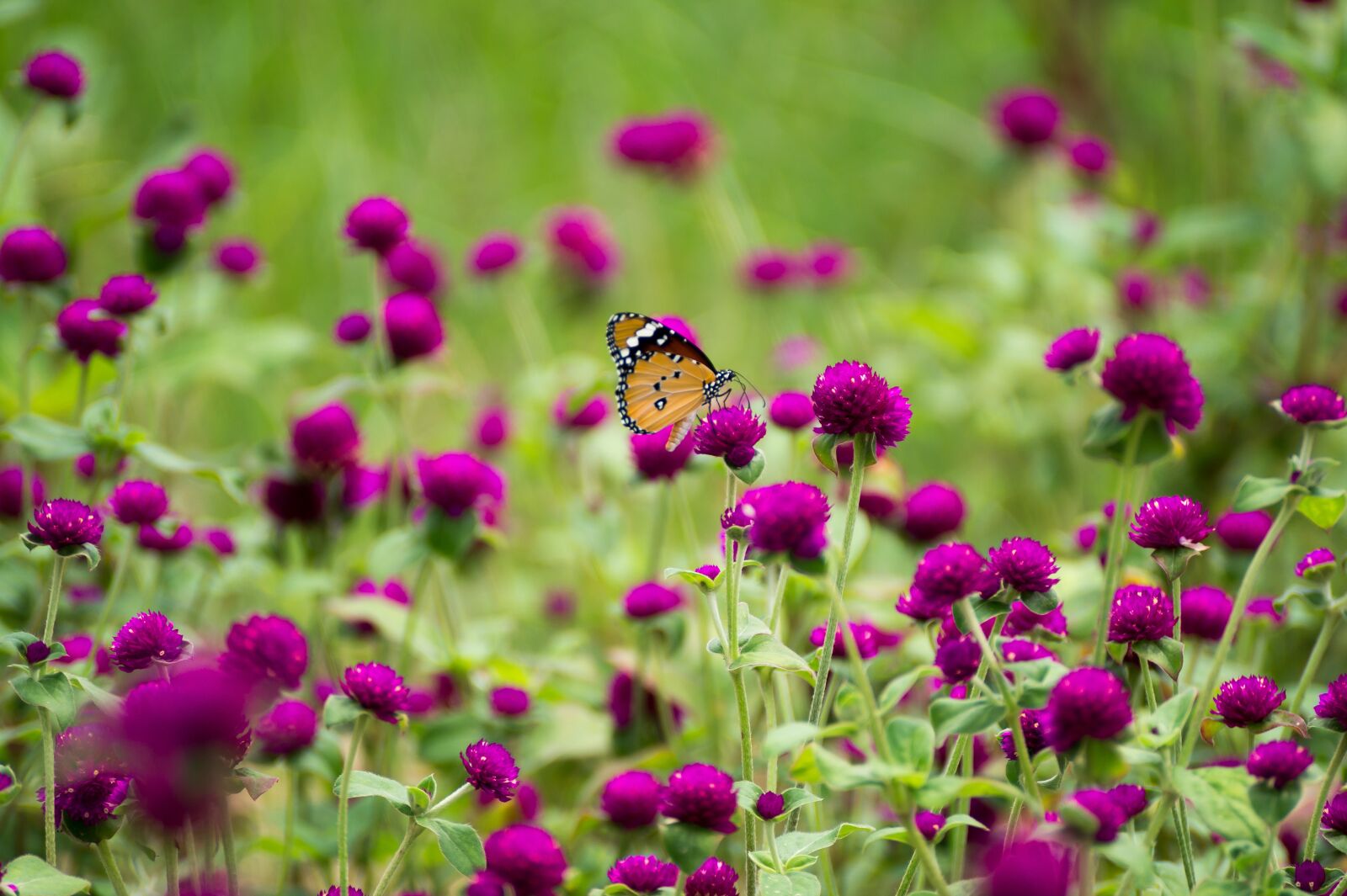 Sony DT 55-300mm F4.5-5.6 SAM sample photo. Butterfly, flowers, nature photography