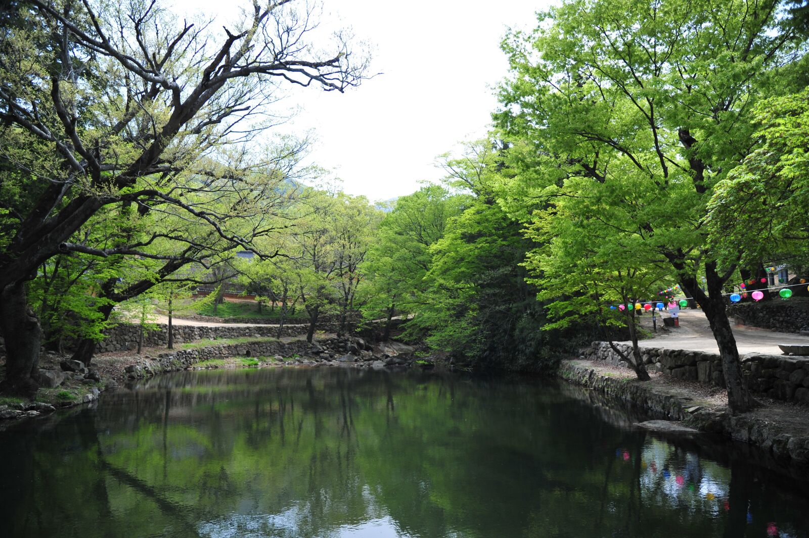 Nikon D3S sample photo. Nature, forest, wood photography