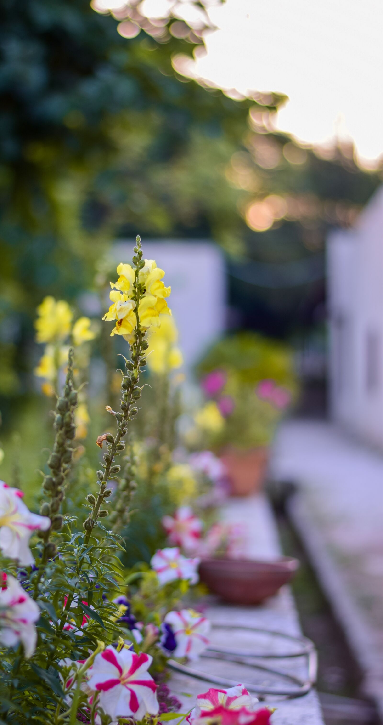 Nikon D5300 sample photo. Flowers, garden, nature photography