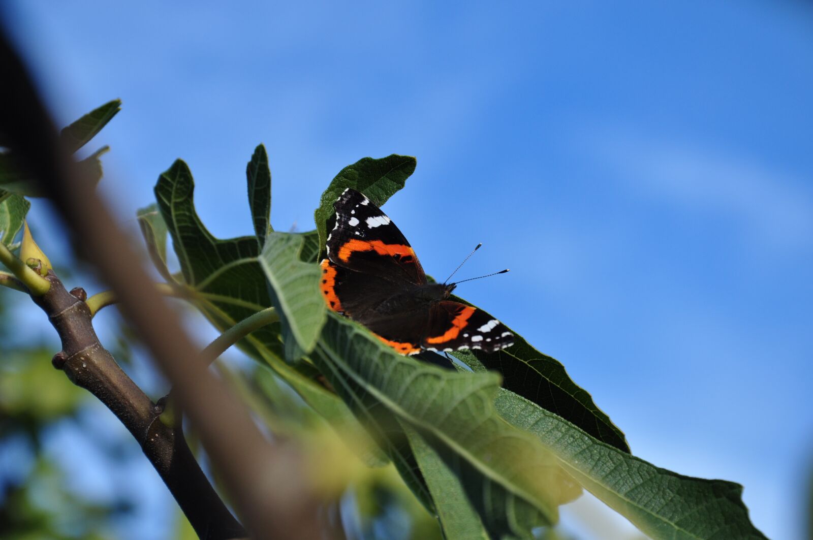 Nikon D5000 sample photo. Butterfly, autumn, fig tree photography