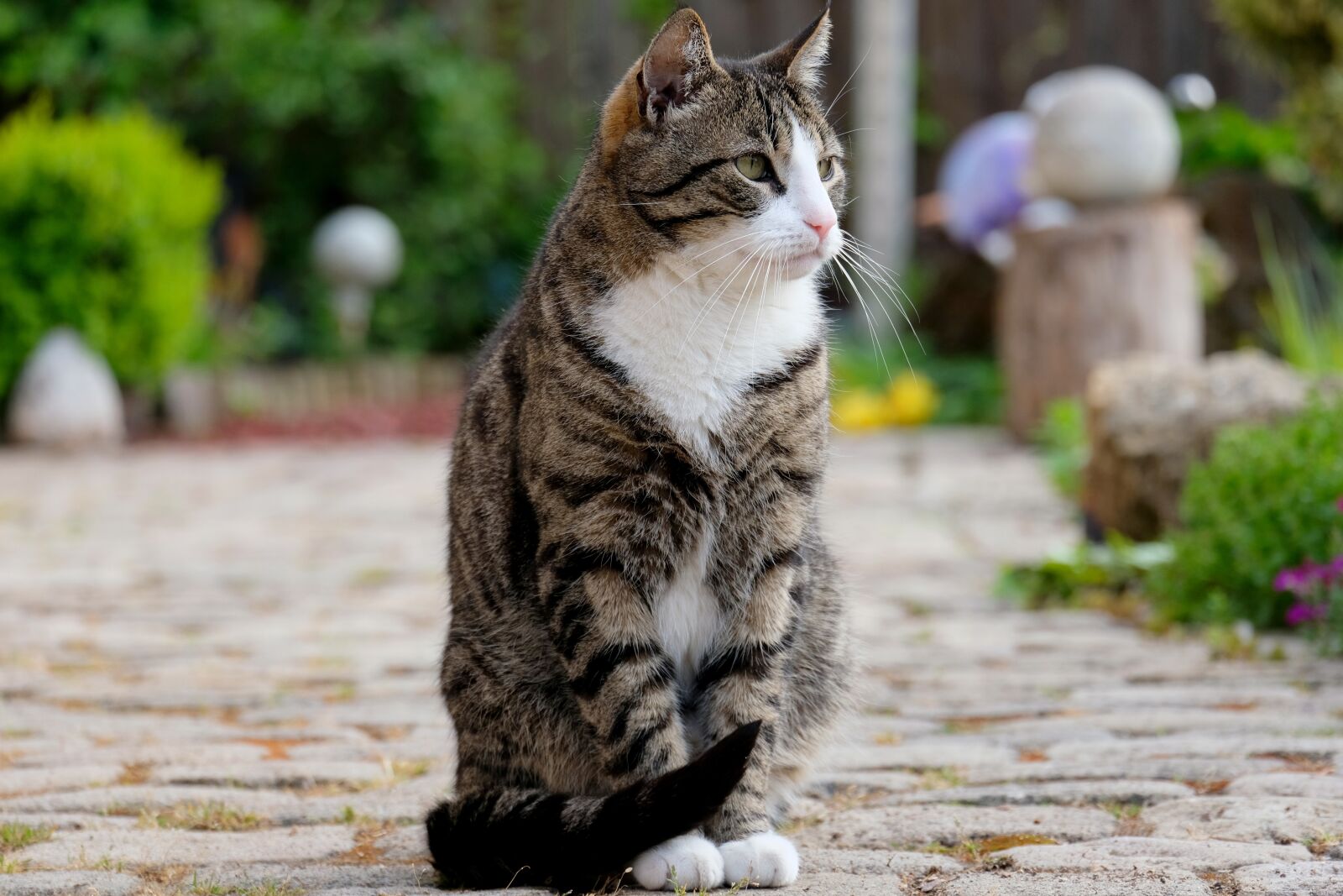 Fujifilm X-T20 sample photo. Cat, sit, pet photography