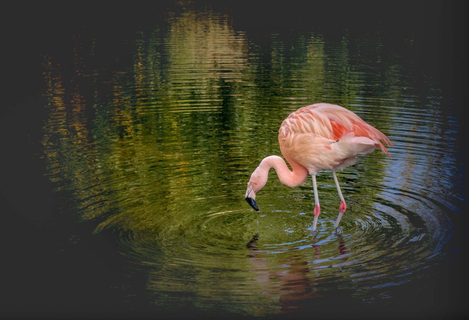 Nikon D300 sample photo. Animal, beak, beautiful photography