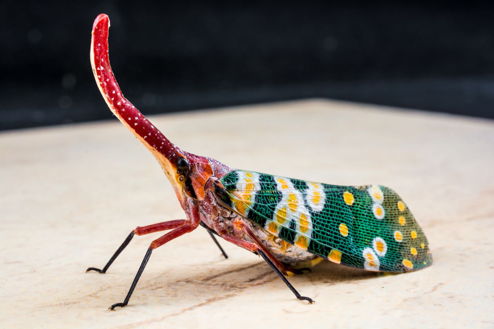 Nikon D5200 sample photo. Canthigaster cicada, fulgoromorpha, insect photography