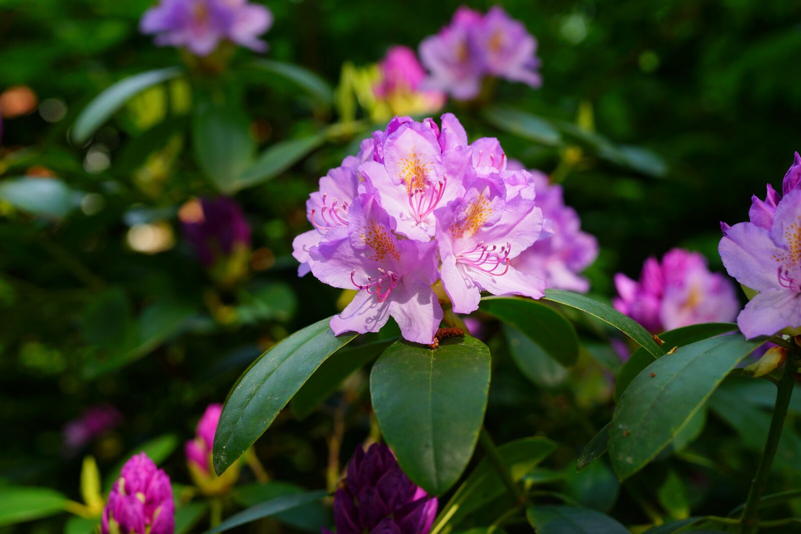 Sony a99 II + Minolta AF 50mm F1.4 [New] sample photo. Rhododendron, flowers, early summer photography