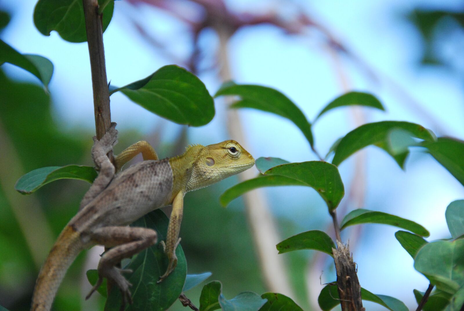 Nikon D40X sample photo. Animal, lizard, wildlife photography