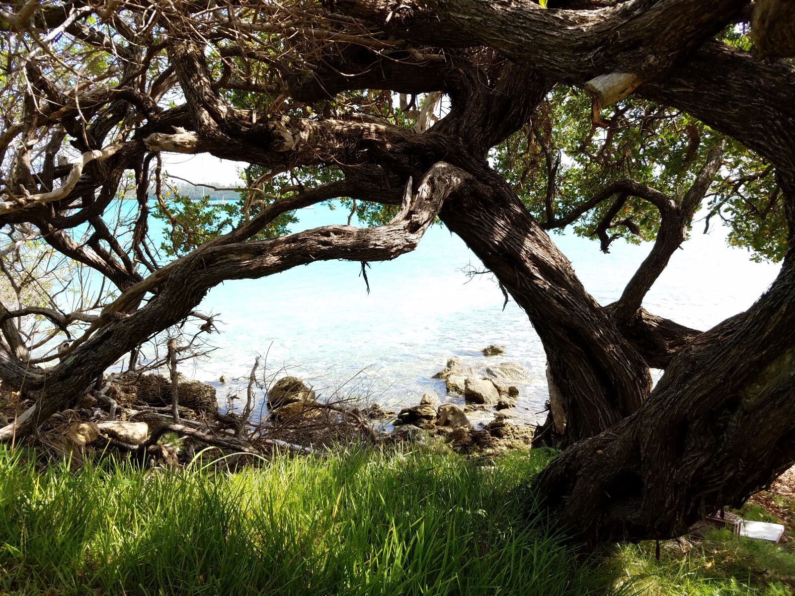 Samsung Galaxy S7 sample photo. Grass, ocean, rocks, tree photography