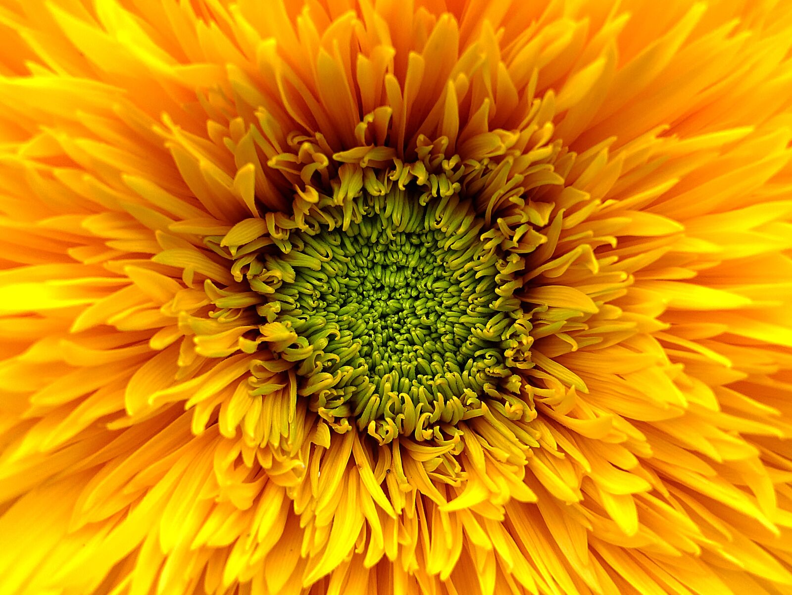 Panasonic Lumix DMC-LX3 sample photo. Sunflower, flower, yellow photography