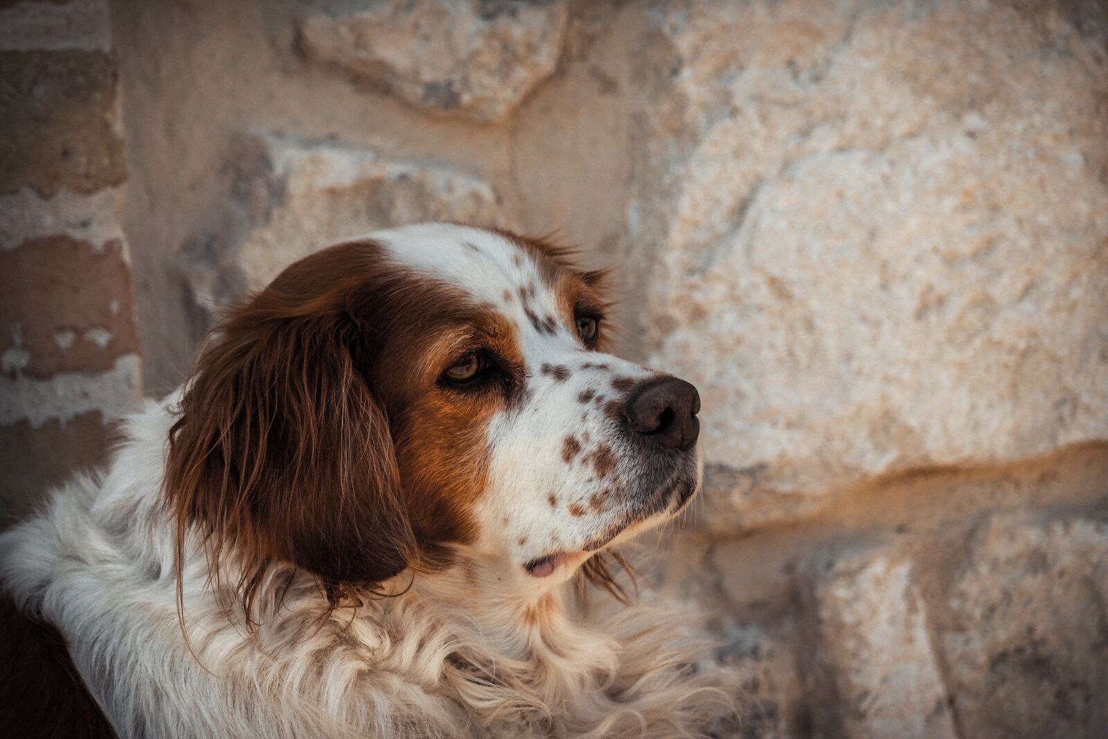Canon EF-S 55-250mm F4-5.6 IS STM sample photo. Dog, breed, animal photography