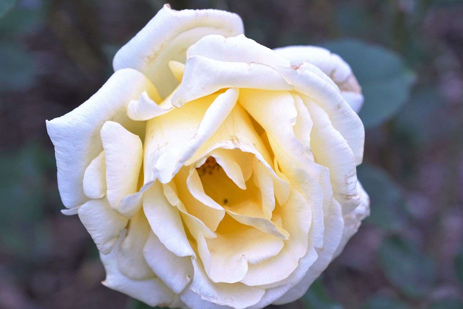 Sony ILCA-77M2 + Sony DT 16-50mm F2.8 SSM sample photo. Rose, yellow, flower photography