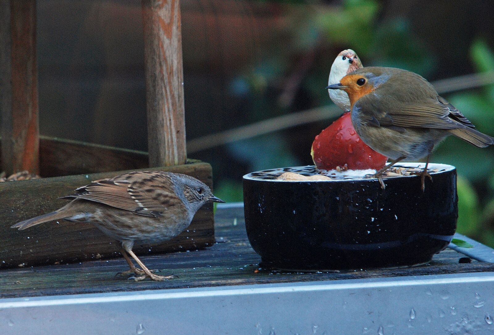 Nikon D80 sample photo. Robin, heggemus, winter photography