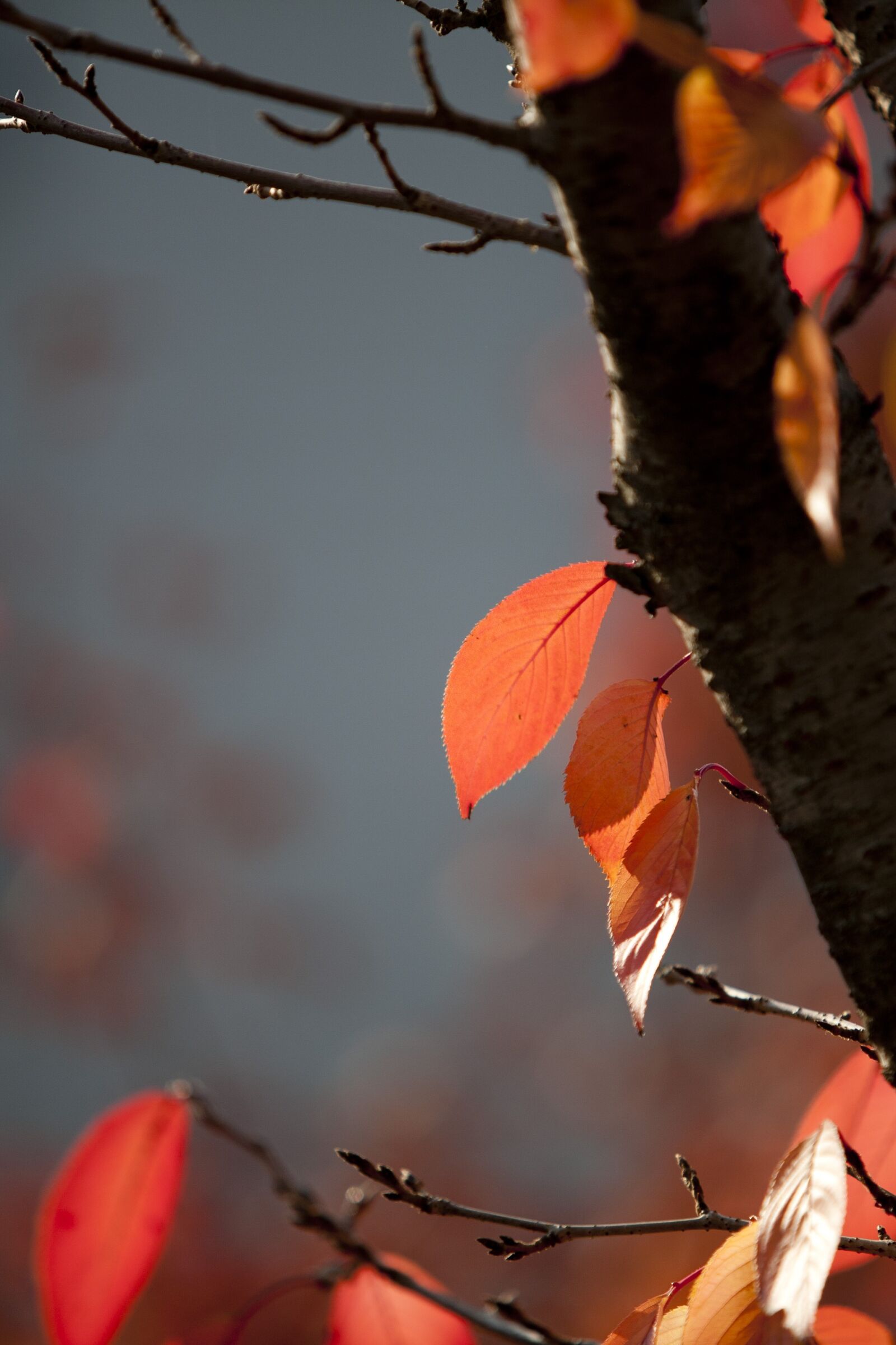 Canon EOS 5D sample photo. Autumn leaves, autumn, leaves photography