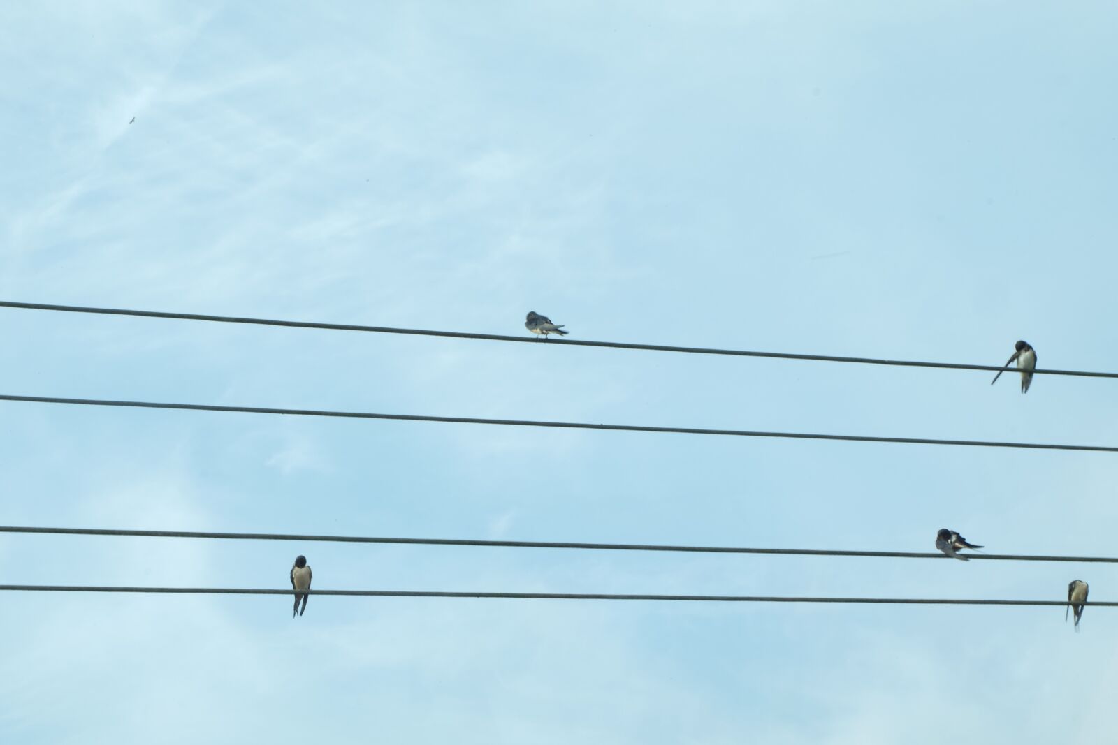 Fujifilm X-M1 sample photo. Birds, communication, twitter photography