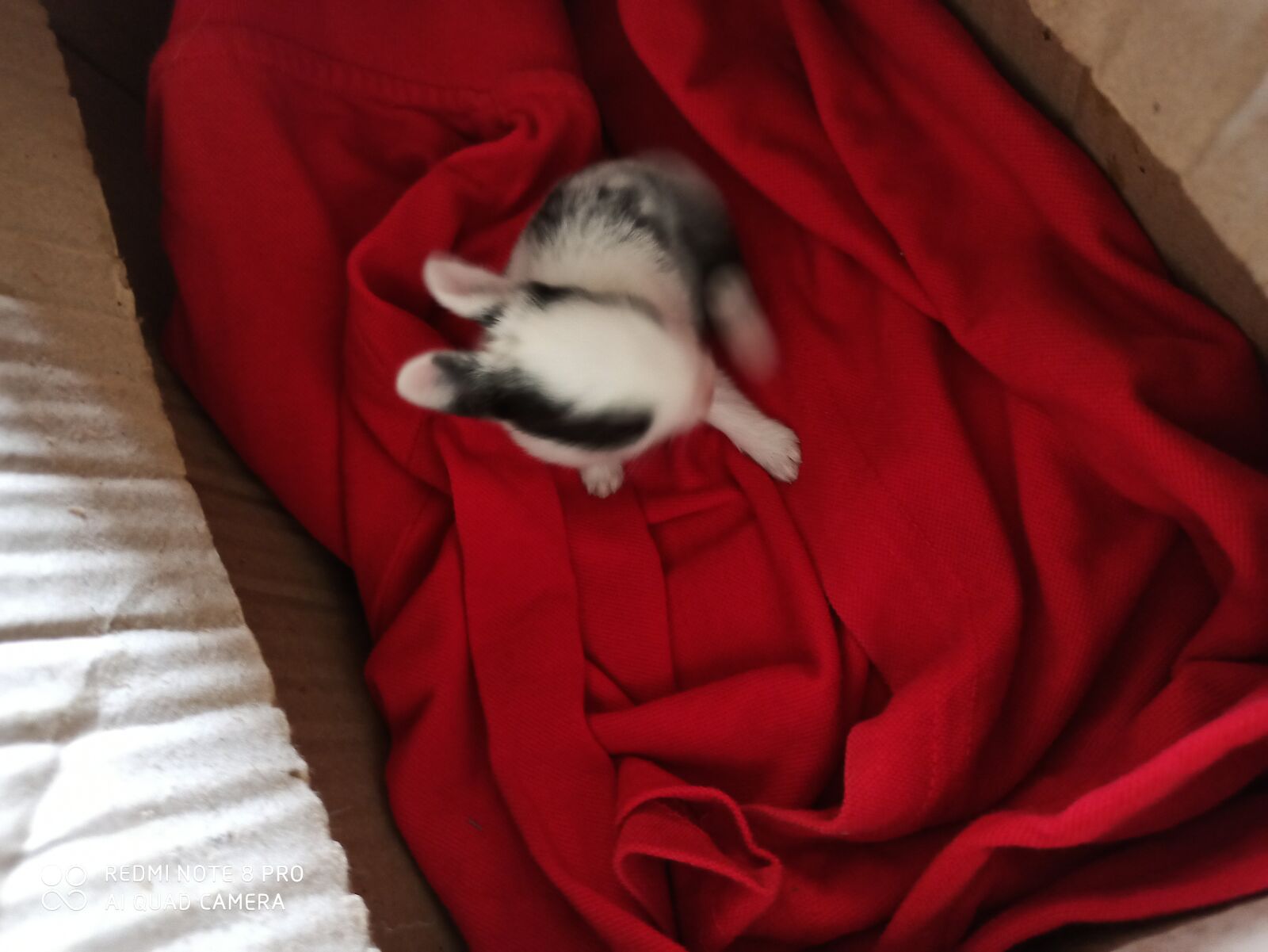 Xiaomi Redmi Note 8 Pro sample photo. Rabbit, cute, india photography