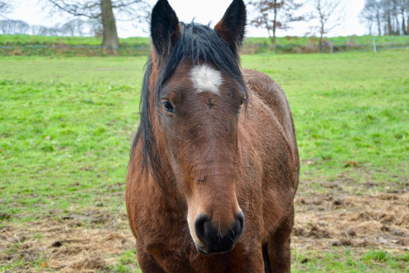 Nikon D5200 sample photo. Horse, head horse, ears photography