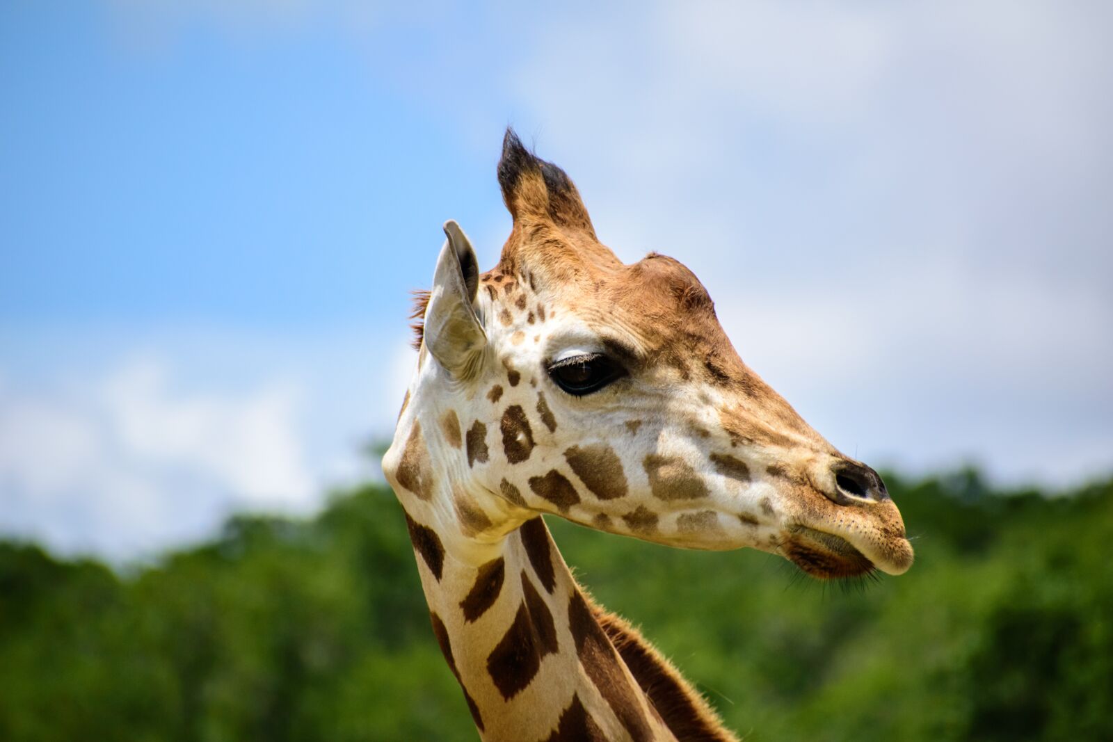 Nikon D3500 sample photo. Giraffe, head, animal photography