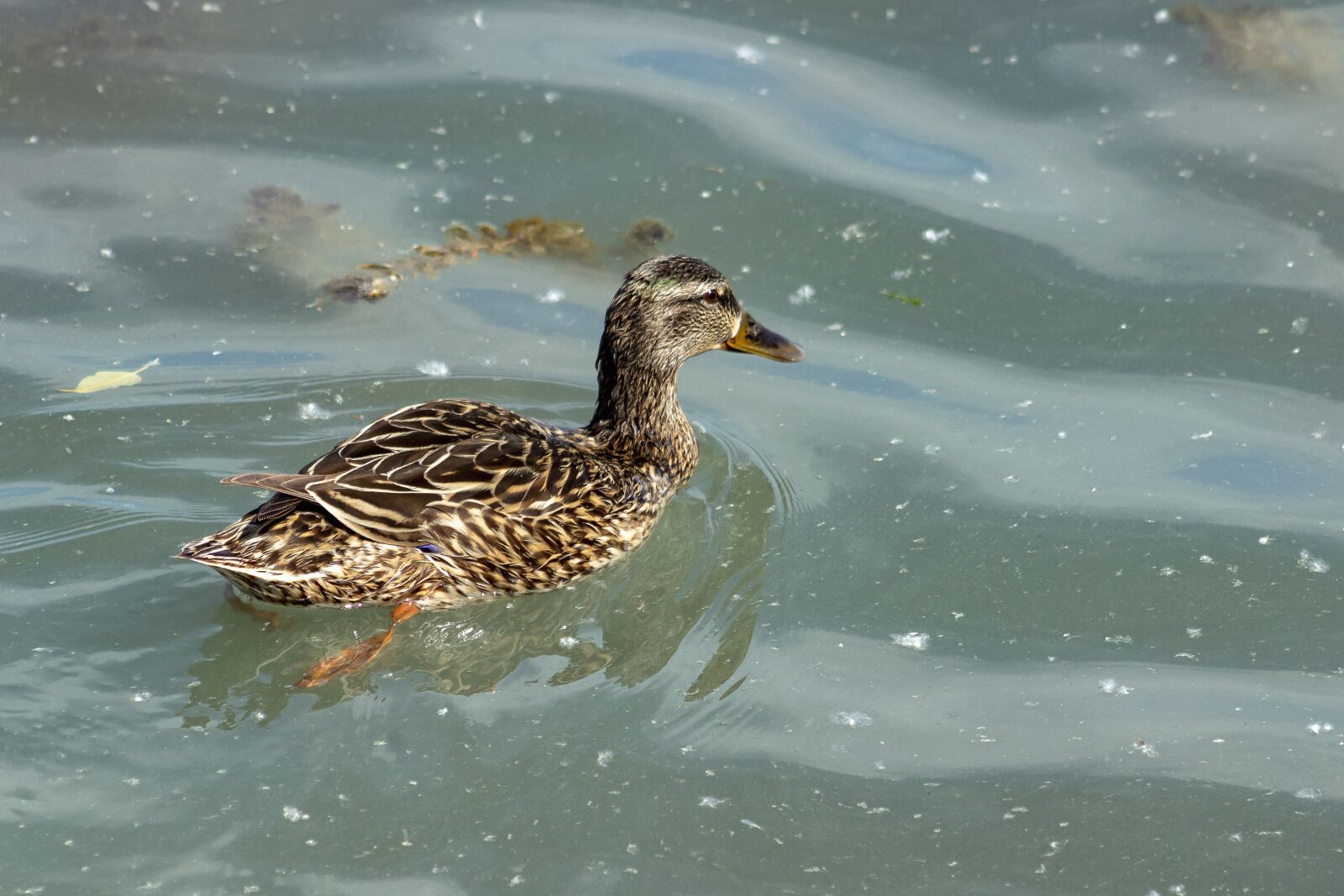 Canon EF75-300mm f/4-5.6 sample photo. Wild ducks, mallards, teal photography