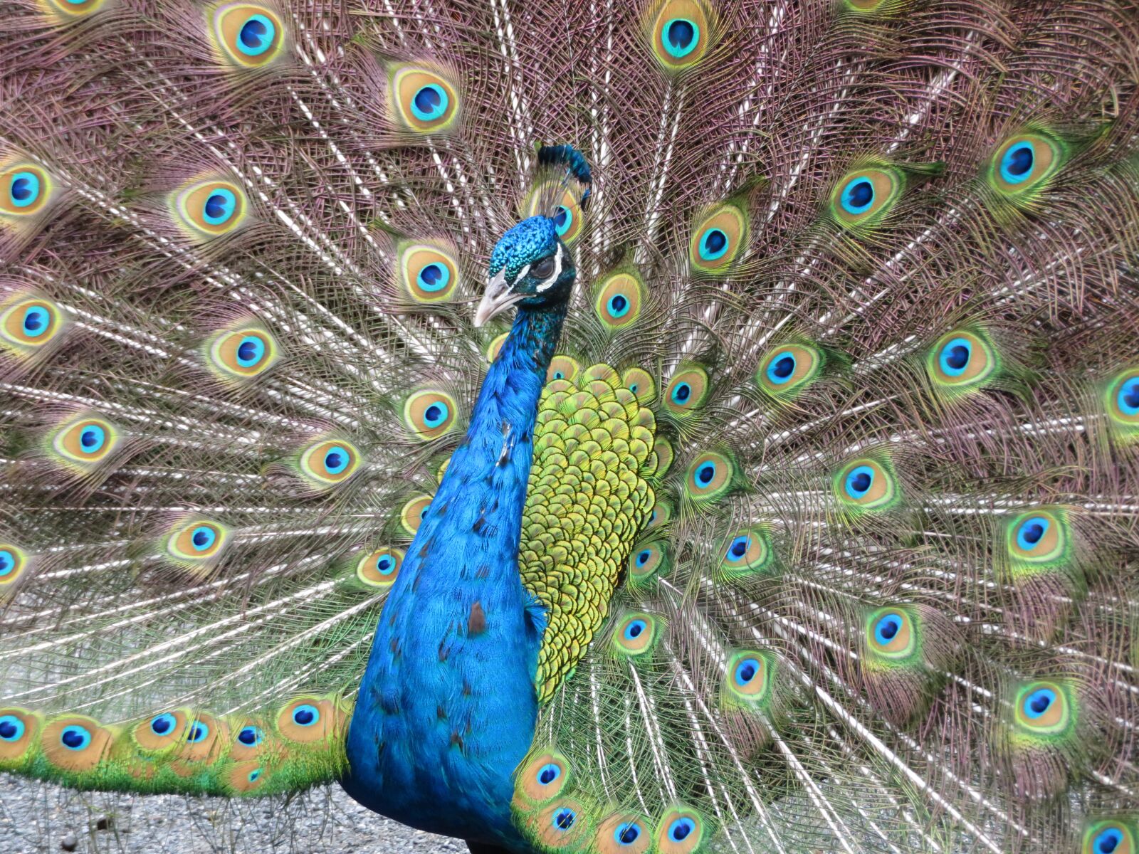 Canon PowerShot SX720 HS sample photo. Peacock, feathers, bird photography