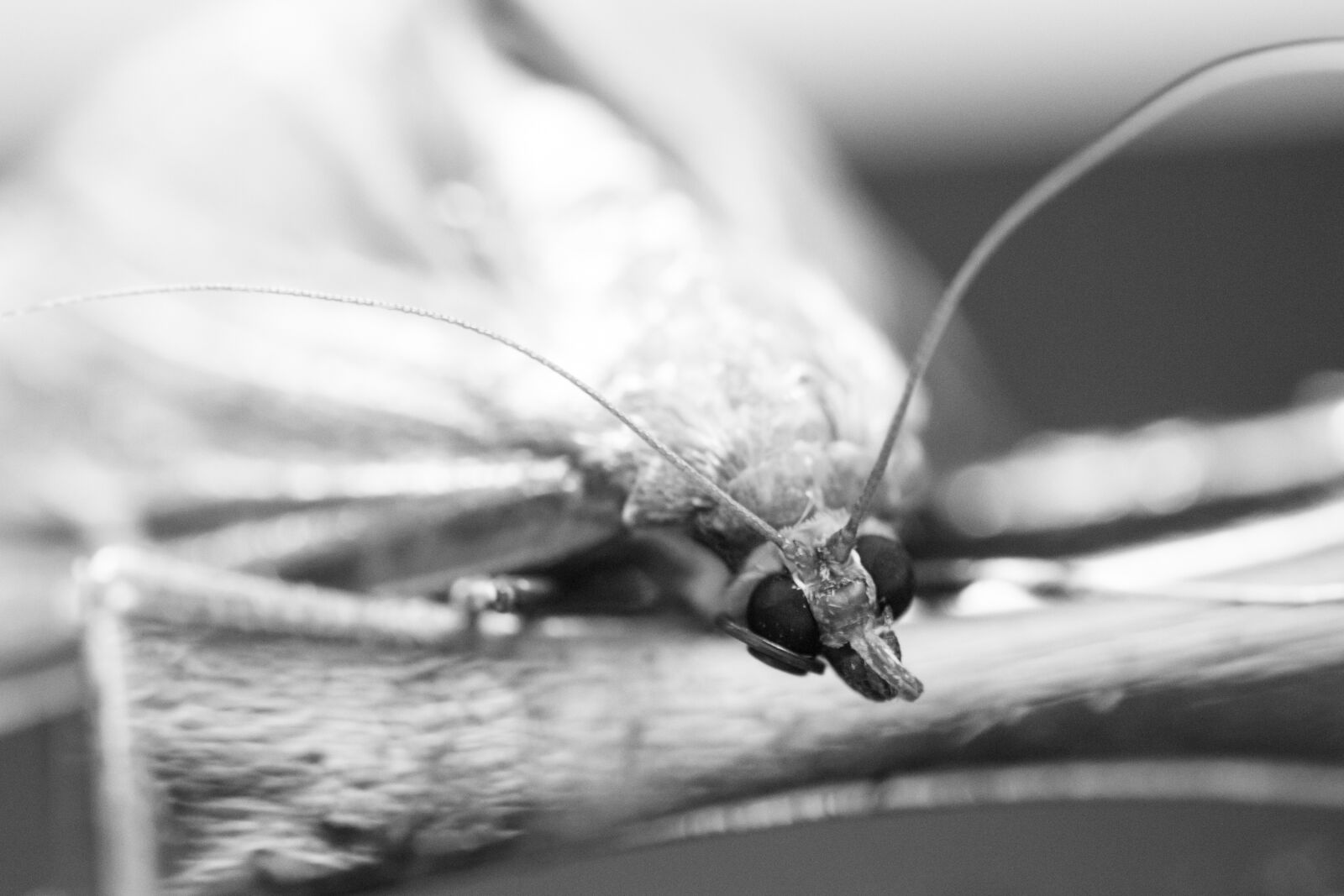 Canon EOS 600D (Rebel EOS T3i / EOS Kiss X5) sample photo. Motte, insect, macro photography