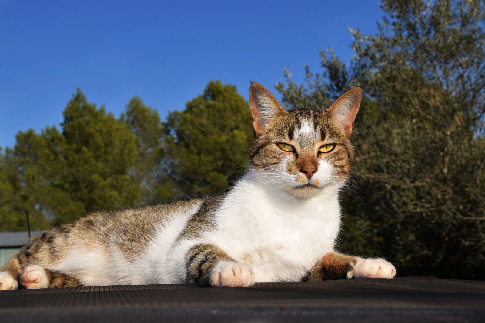 Nikon D3300 sample photo. Cat, animal, cute photography