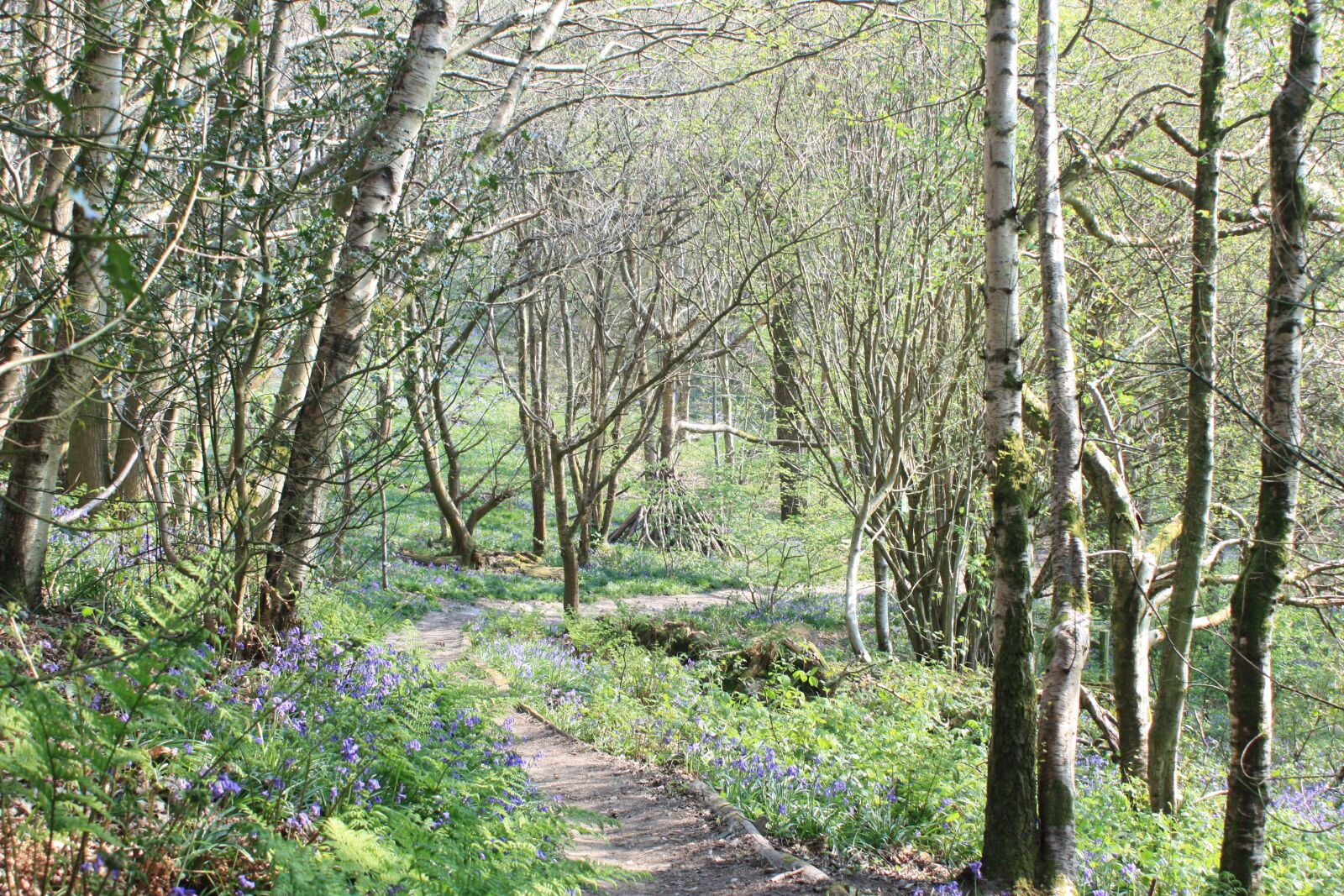 Canon EOS 450D (EOS Rebel XSi / EOS Kiss X2) sample photo. Forest, path, view photography