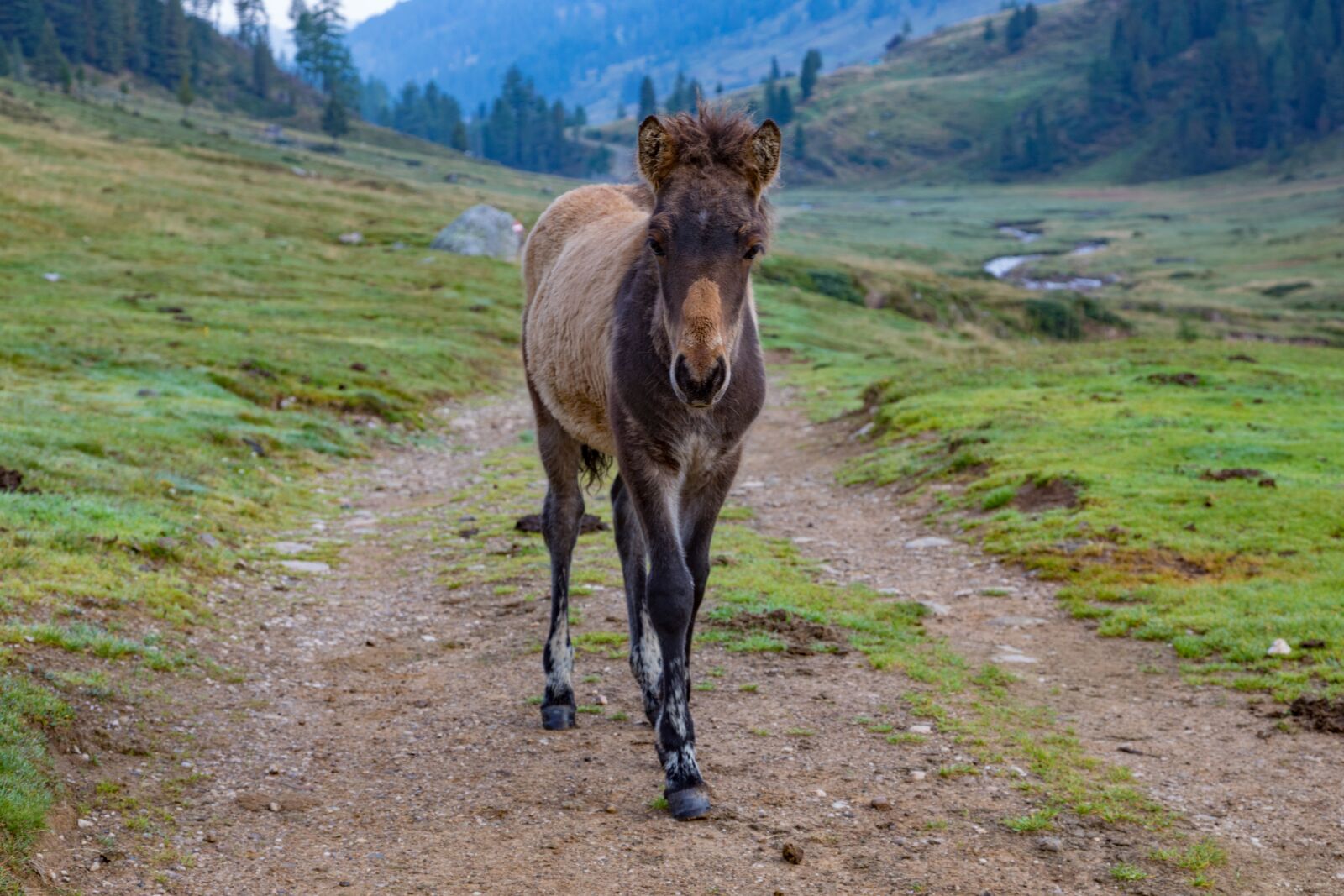Canon EOS 5D Mark IV sample photo. Alm, horse, foal photography