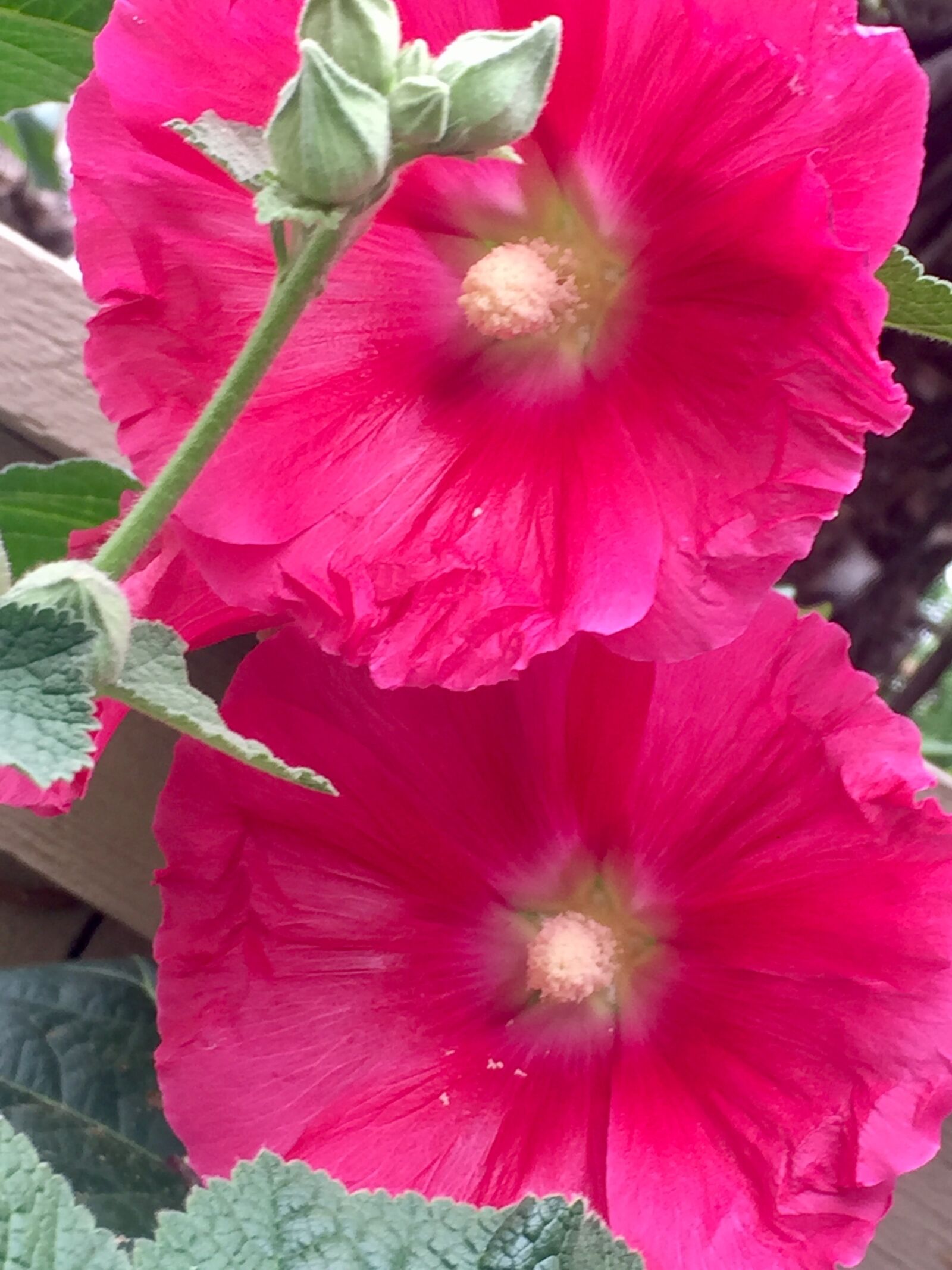 iPhone 6 back camera 4.15mm f/2.2 sample photo. Flowers, nature, pink photography