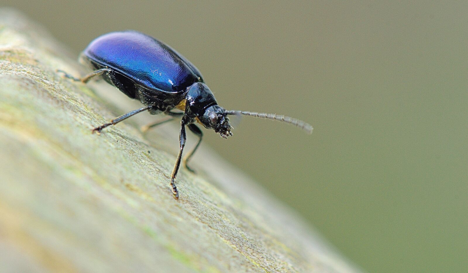 Nikon D5300 sample photo. Nature, insect, animals photography