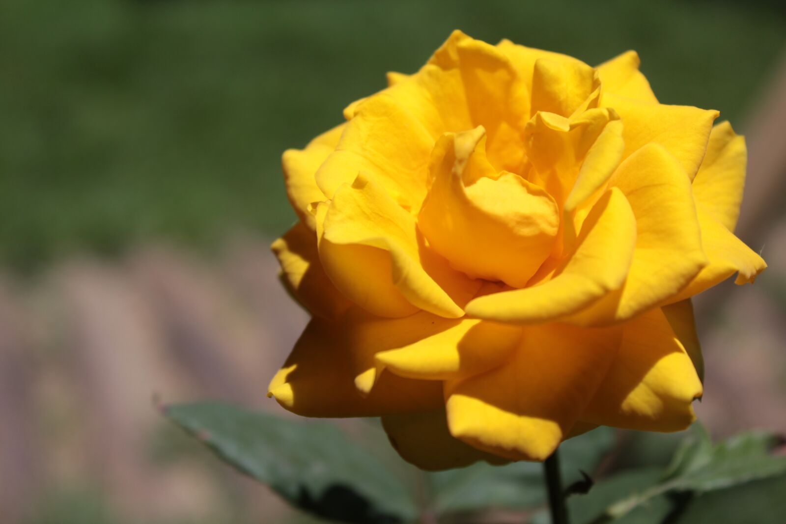 Canon EOS 1200D (EOS Rebel T5 / EOS Kiss X70 / EOS Hi) sample photo. Macro, yellow rose, nature photography
