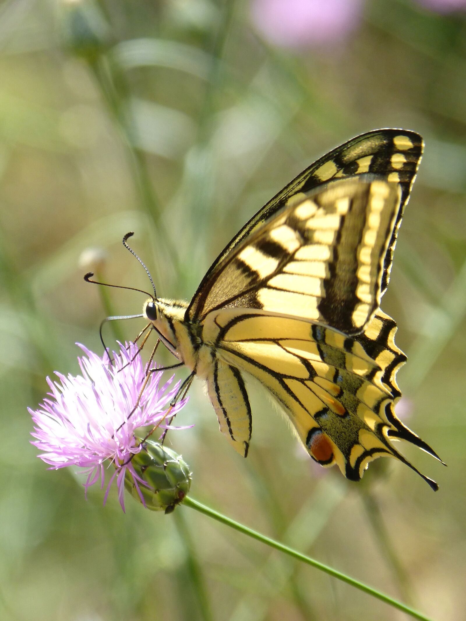 Panasonic DMC-FZ62 sample photo. Machaon, butterfly queen, papilio photography