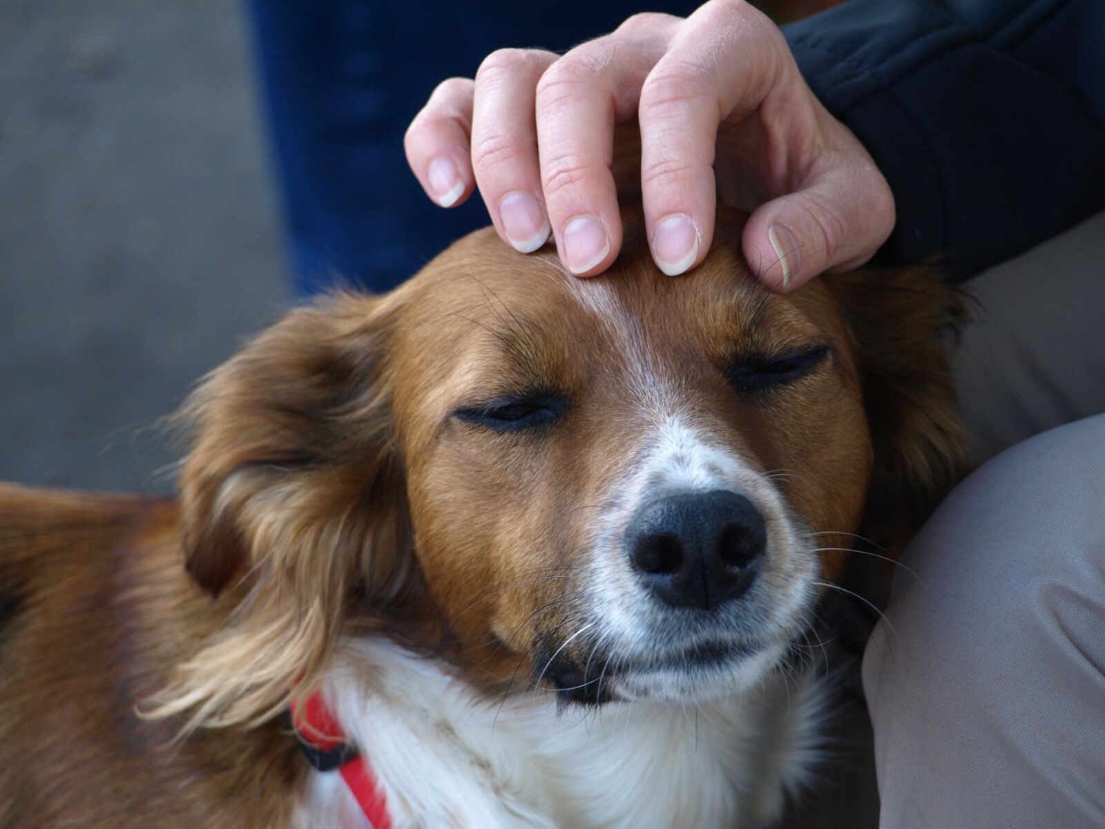 Olympus E-510 (EVOLT E-510) sample photo. Dog, stroking, love photography