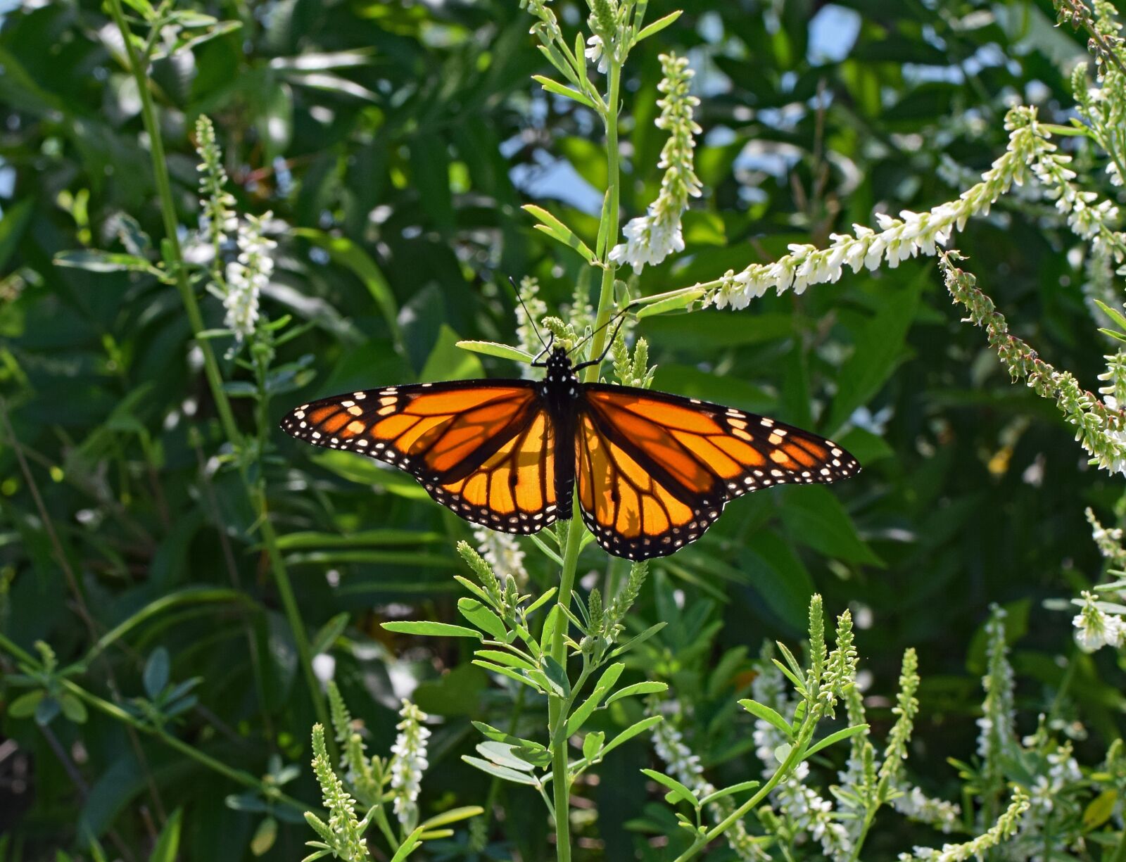 Nikon D3300 sample photo. Monarch butterfly on sweet photography