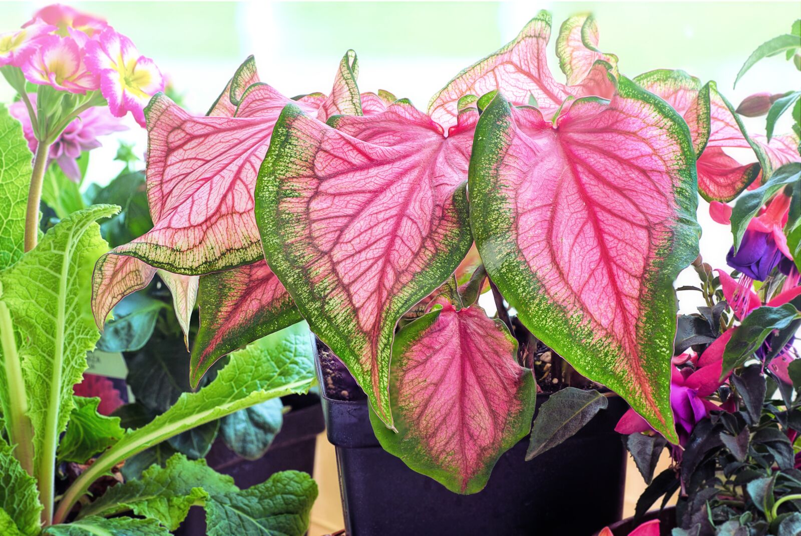 Canon EOS 5D Mark III sample photo. Plant, pink, green photography