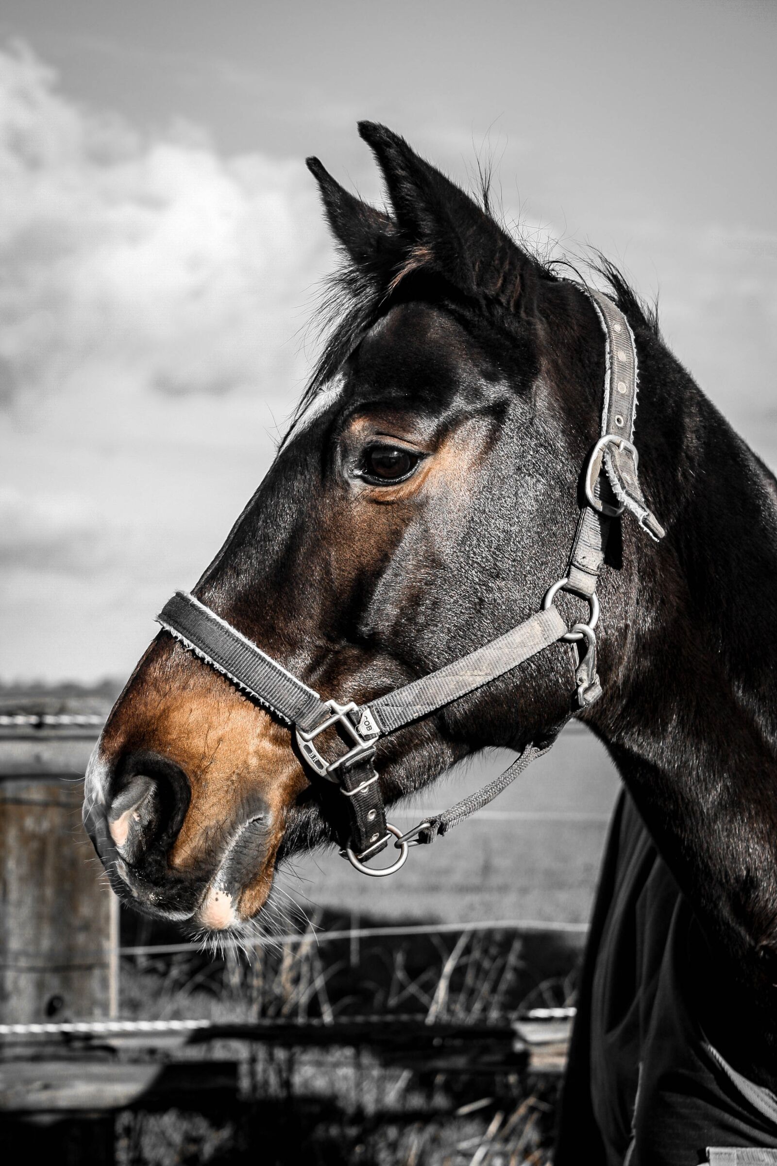 Canon EOS-1D Mark III sample photo. Warmblut, horse, mare photography