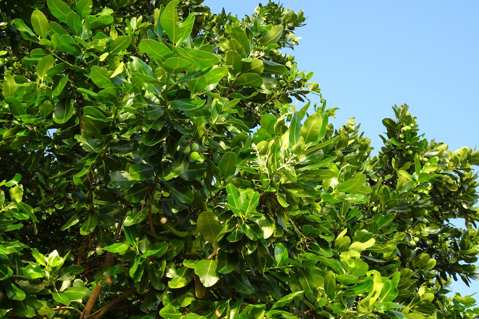 Sony Cyber-shot DSC-HX90V sample photo. Beauty leaf, alexandrian laurel photography