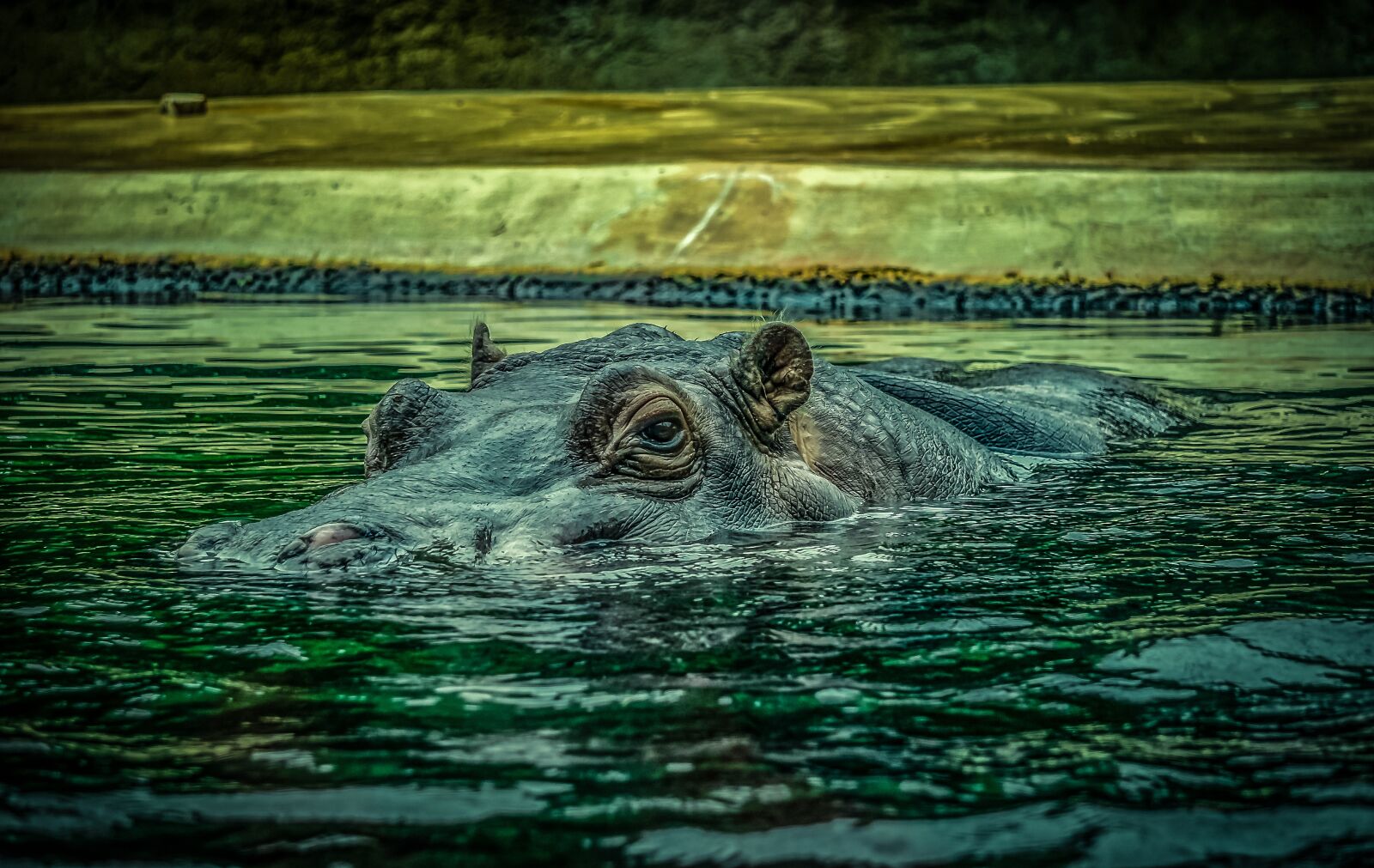 Sony E 55-210mm F4.5-6.3 OSS sample photo. Hippo, hippopotamus, water photography