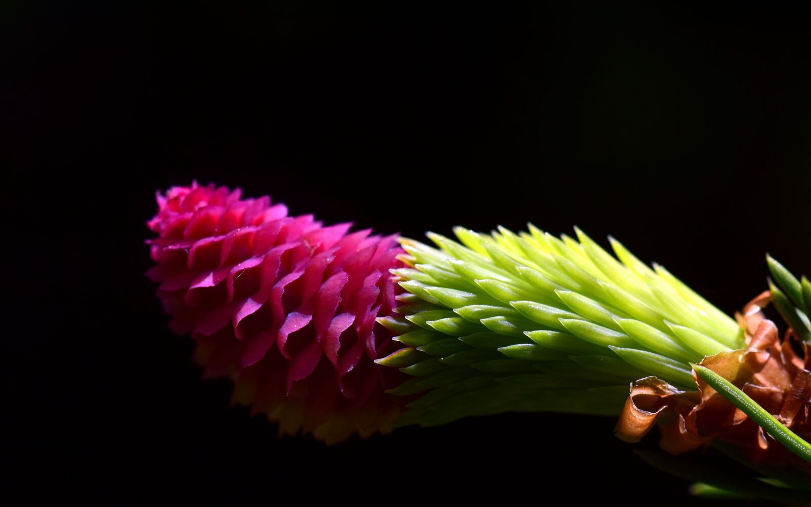 Nikon D3300 sample photo. Spruce, cones spruce, tap photography
