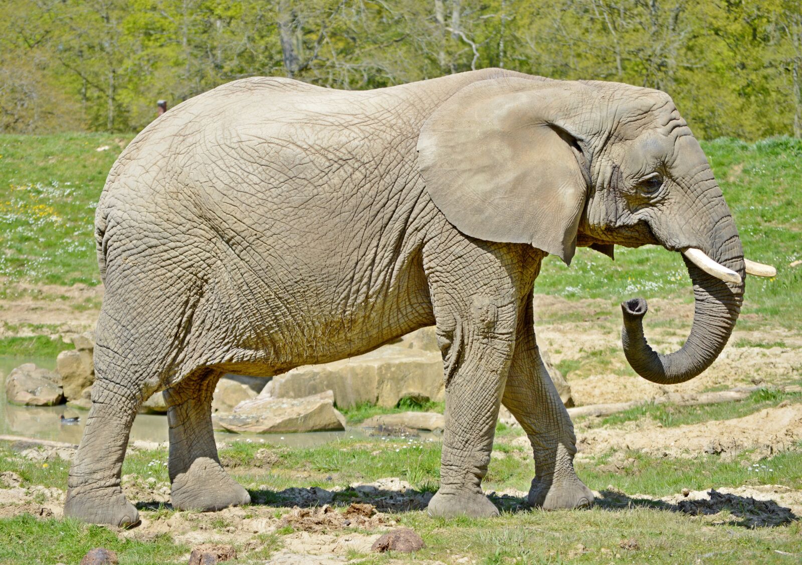 Nikon D3200 sample photo. Animal, elephant, nature photography