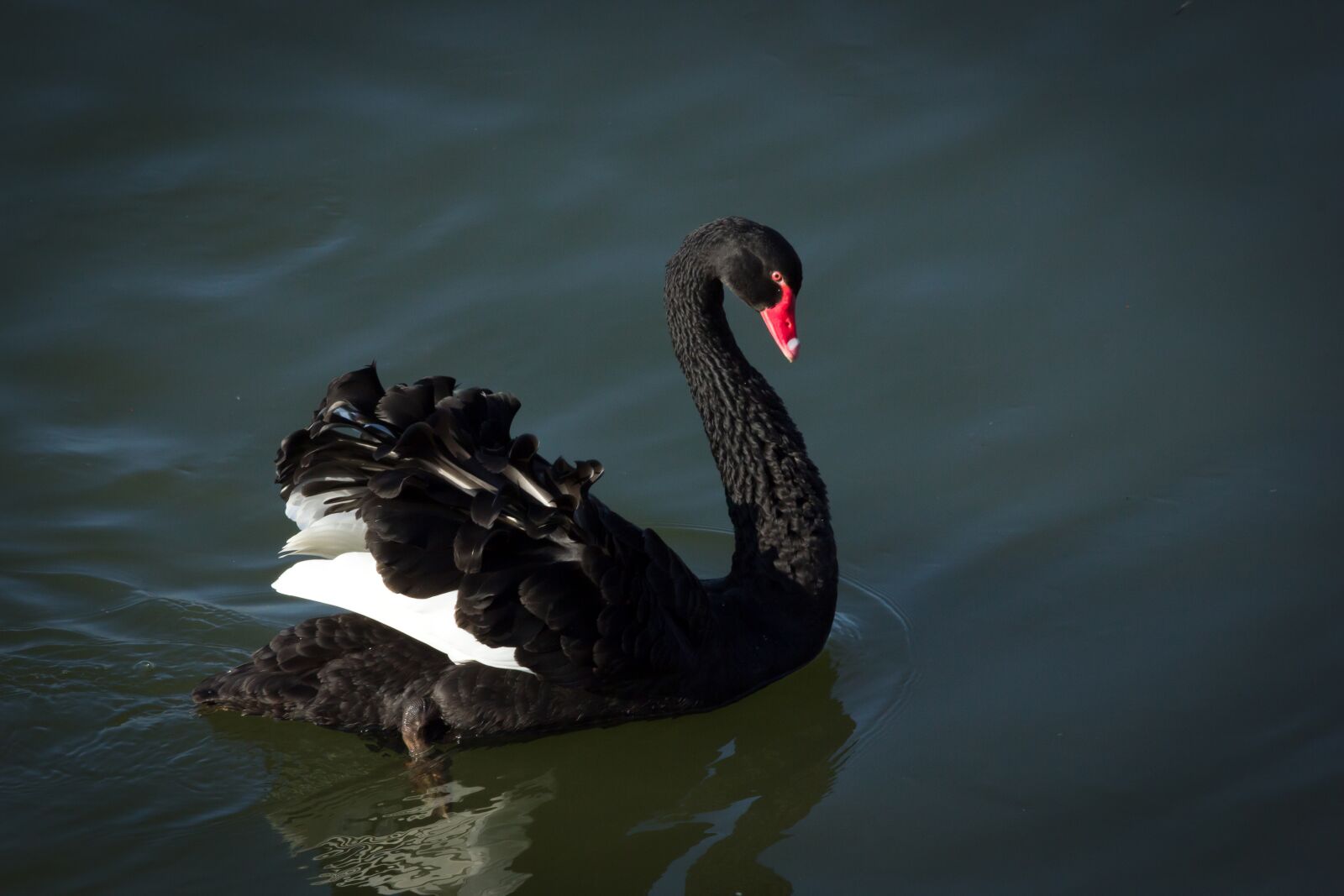 Canon EOS 550D (EOS Rebel T2i / EOS Kiss X4) sample photo. Swan, black swan, bird photography