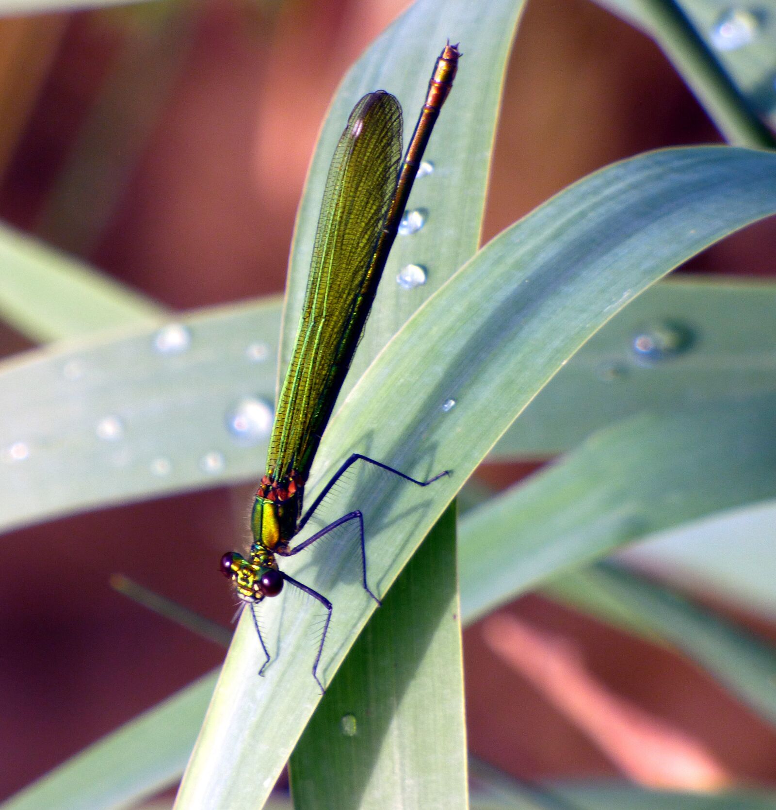 Panasonic DMC-FZ72 sample photo. Dragonfly, demoiselle, green photography