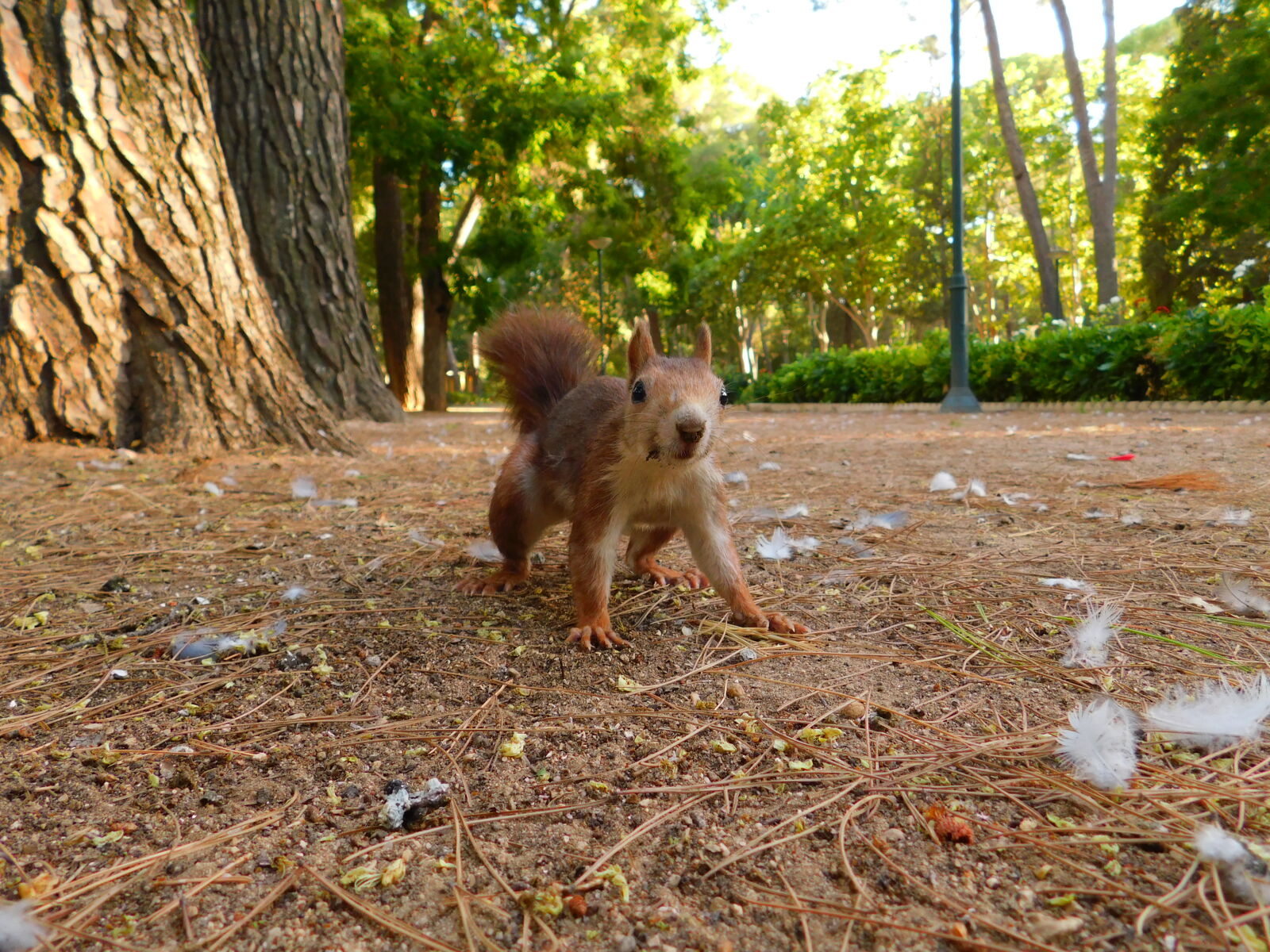 Nikon Coolpix B500 sample photo. Squirrel photography